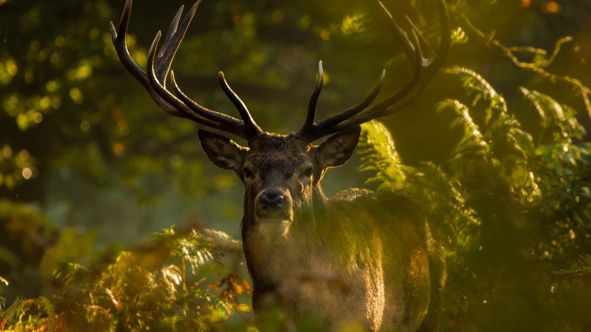 animals, ferns, antlers, elk, 1080P, HD Wallpaper