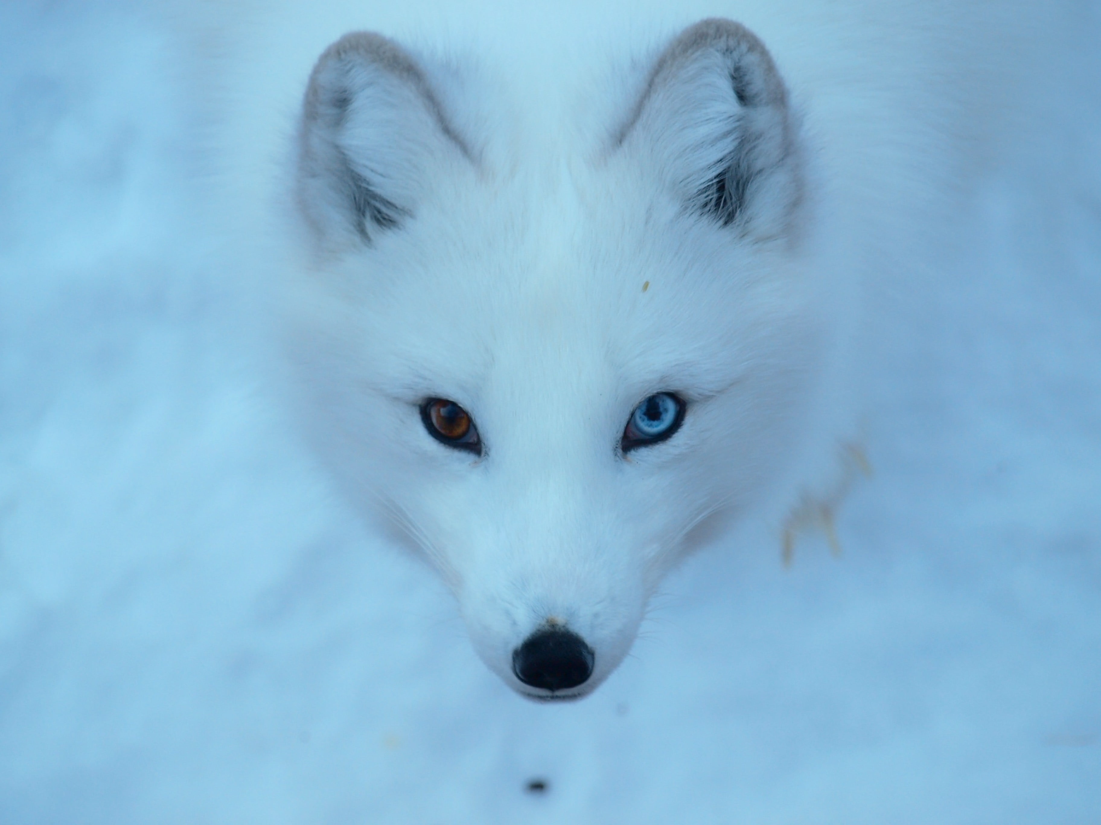 wolf, pets, white, mammal, animal, photo, arctic, 2K, fox, HD Wallpaper