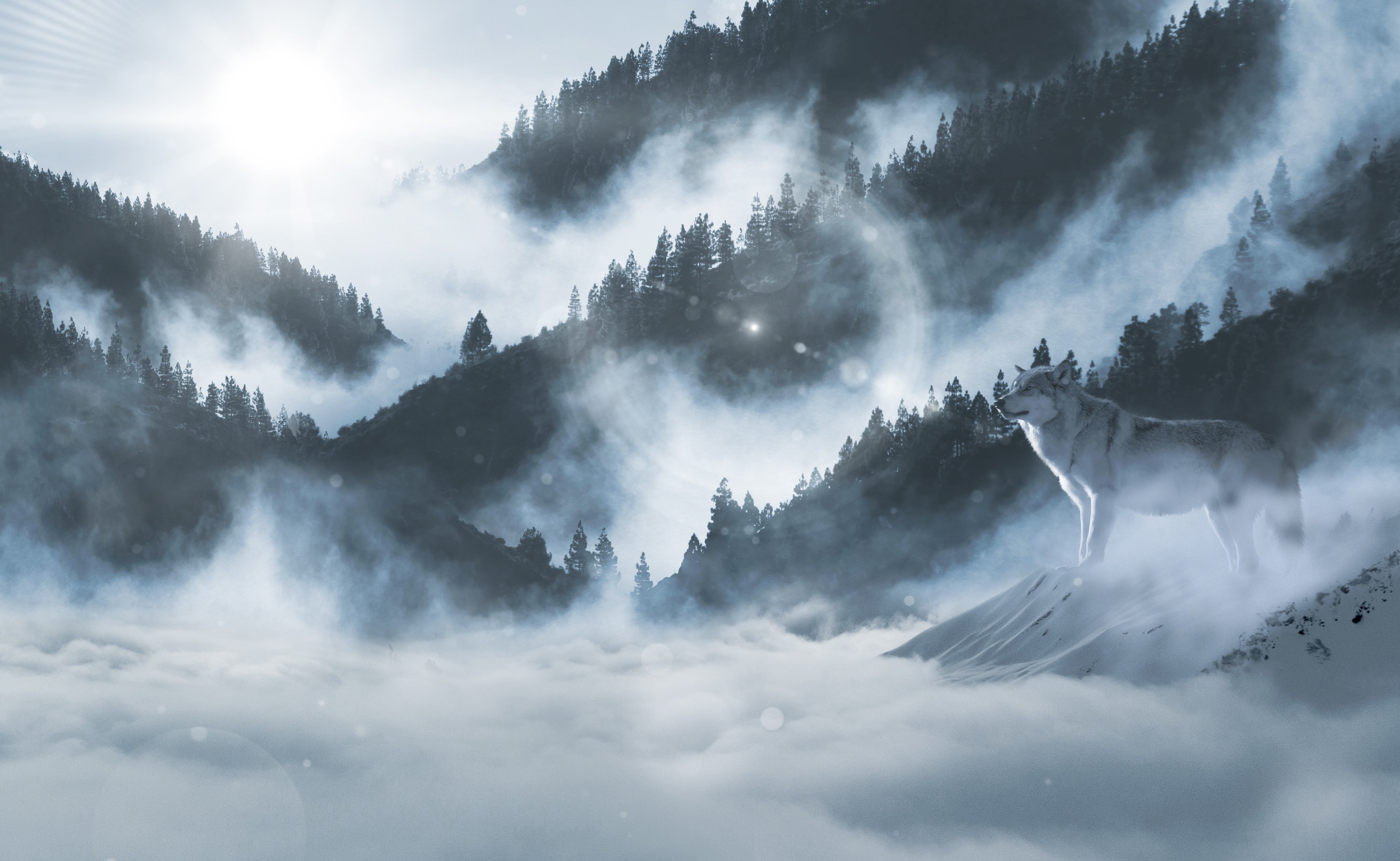 Arctic wolf, 4K, Winter, White wolf, Mountains, 4K, HD Wallpaper