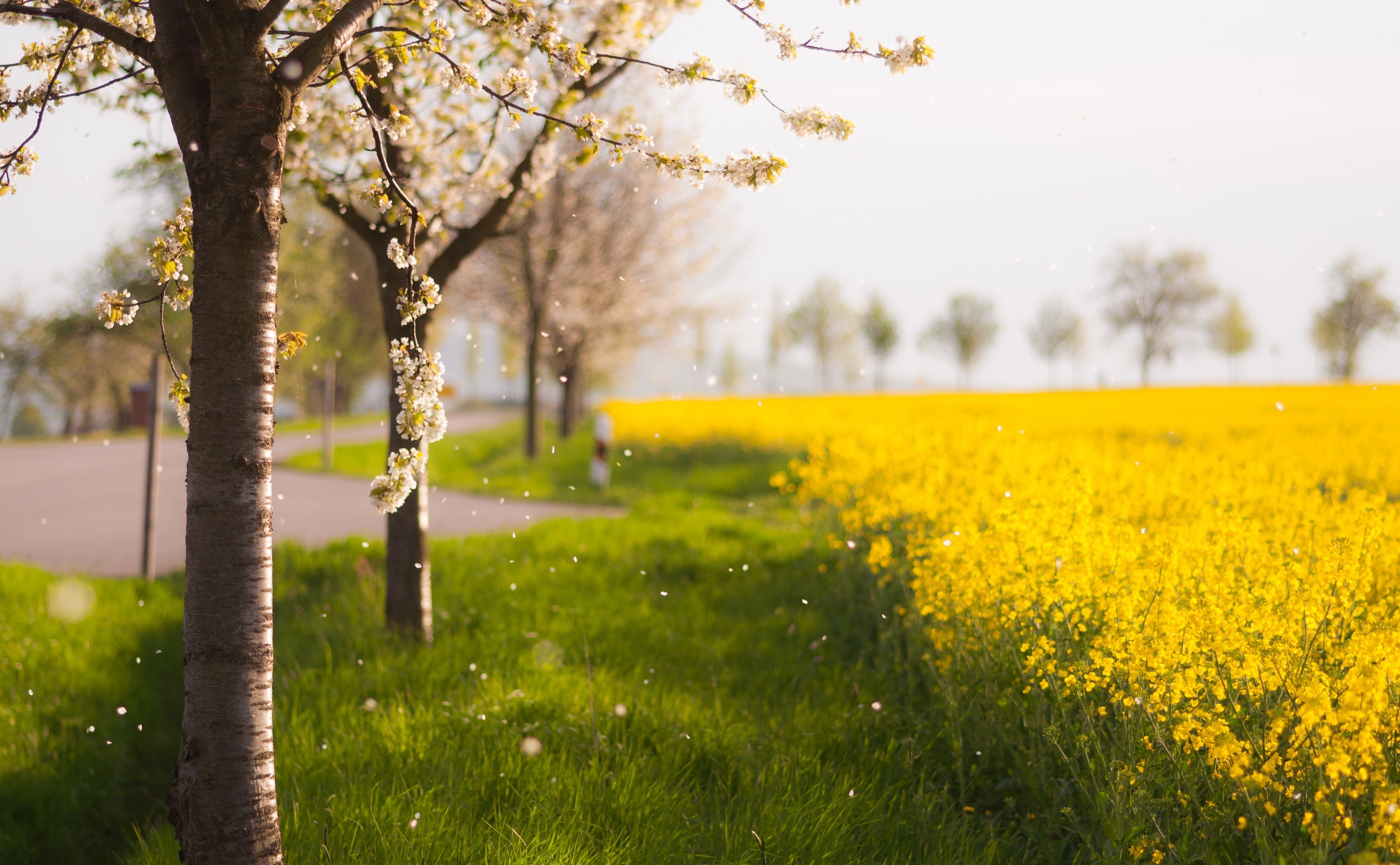 Spring, Seasons, 4K, petals, raining, HD Wallpaper