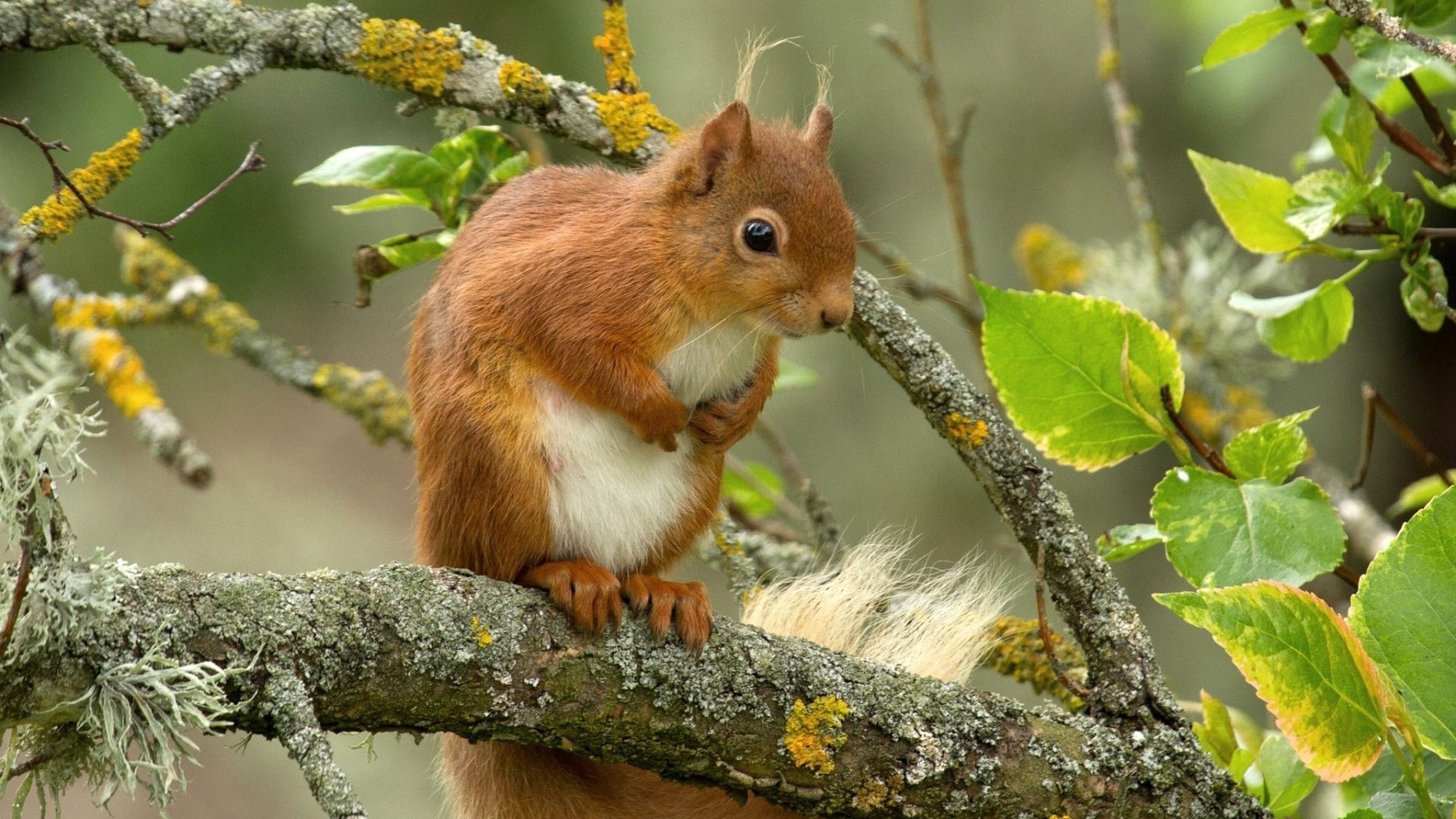 rodent, tree, animals in the wild, outdoors, red, animal, phones, plant part, forest, no people, one animal, mammal, mobile, nature, 4K, squirrel, HD Wallpaper
