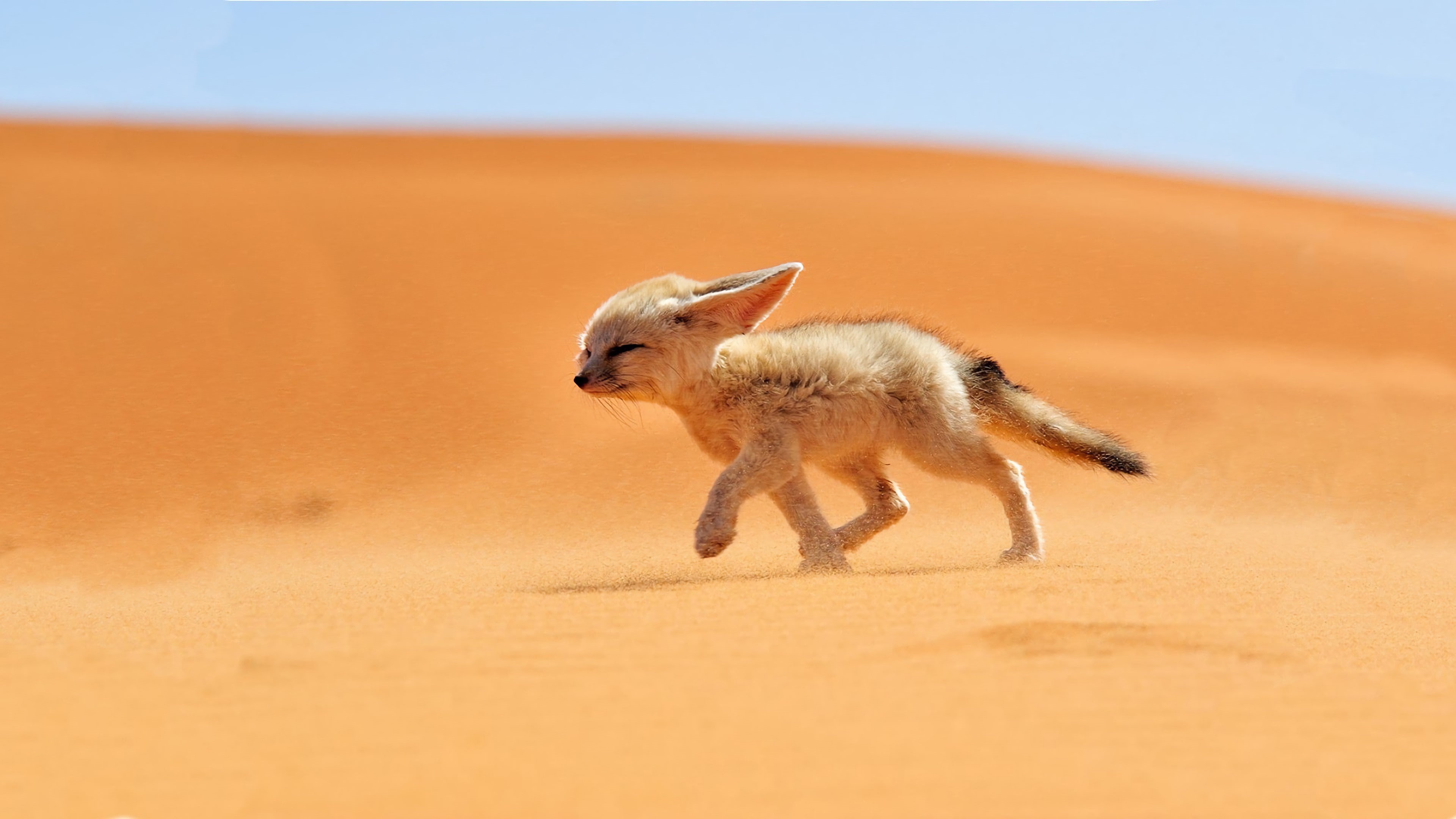 fox, fennec, desert, sand, animals, 4K, HD Wallpaper