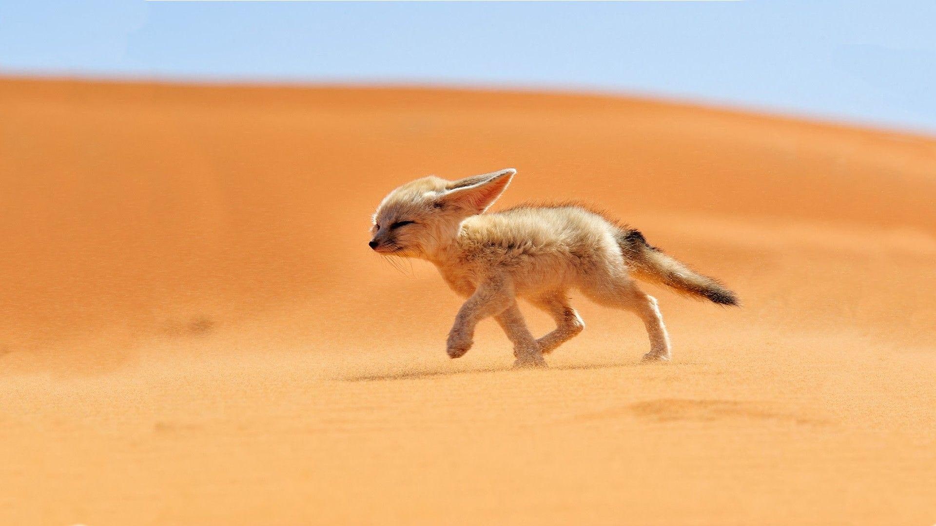 fennec fox, fox, 1080P, running, sand, national geographic, fennec, foxes, deserts, HD Wallpaper