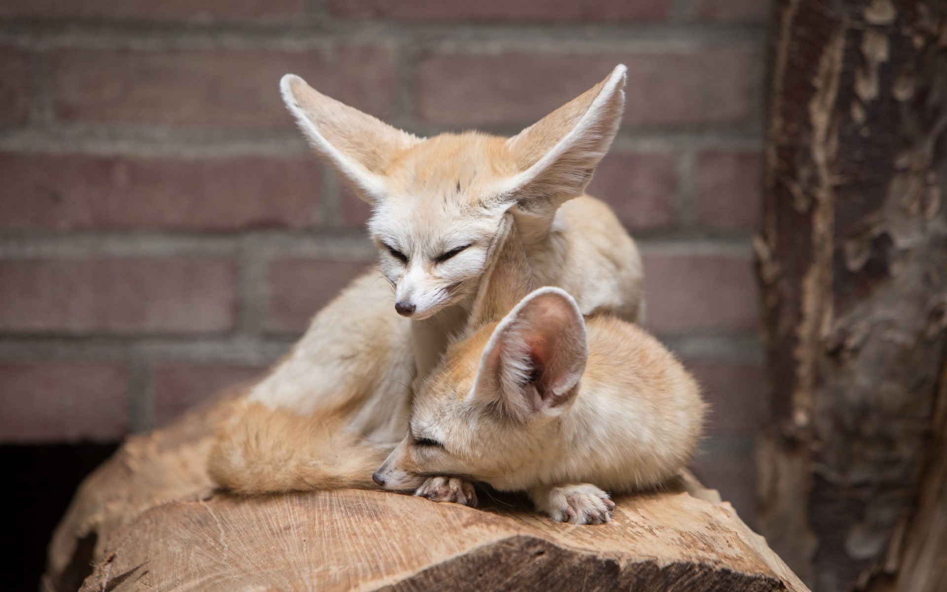 togetherness, animals, brown, animal head, day, care, two animals, no people, mammal, animals in the wild, pets, animal family, animal wildlife, animal themes, HD Wallpaper