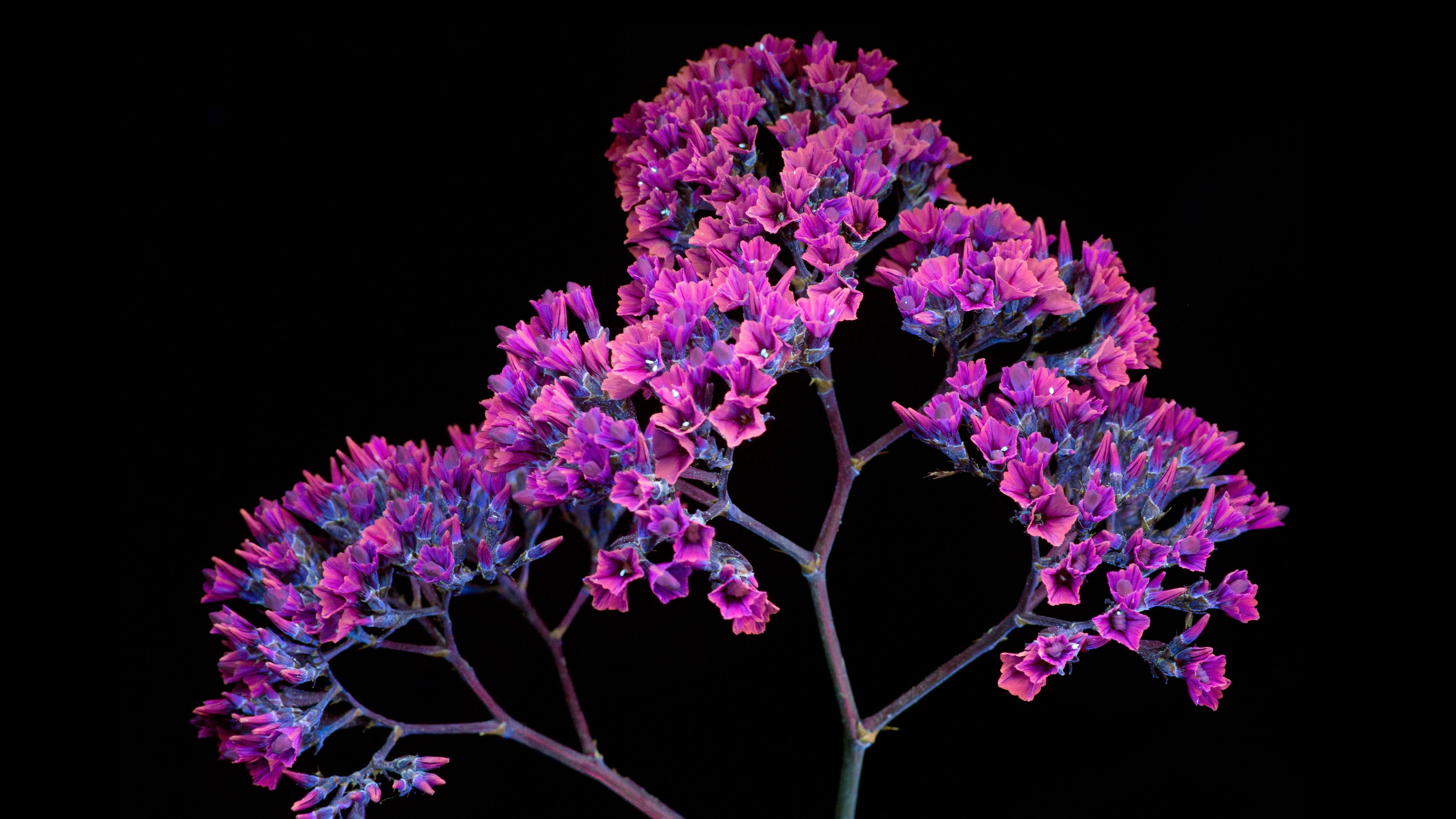 macOS Mojave, Purple, 5K, Crocus flowers, 5K, Black, Stock, HD, HD Wallpaper