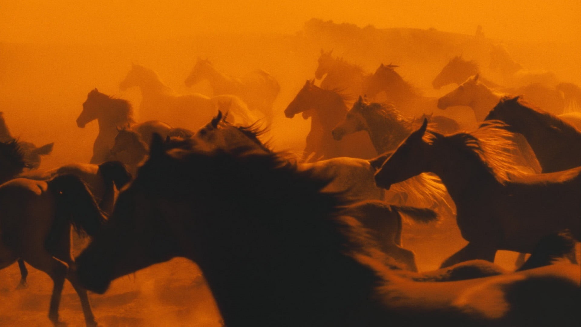 animals, mammal, vertebrate, motion, 1080P, sunset, outdoors, animal wildlife, domestic, silhouette, no people, nature, horse, animals in the wild, group of animals, HD Wallpaper