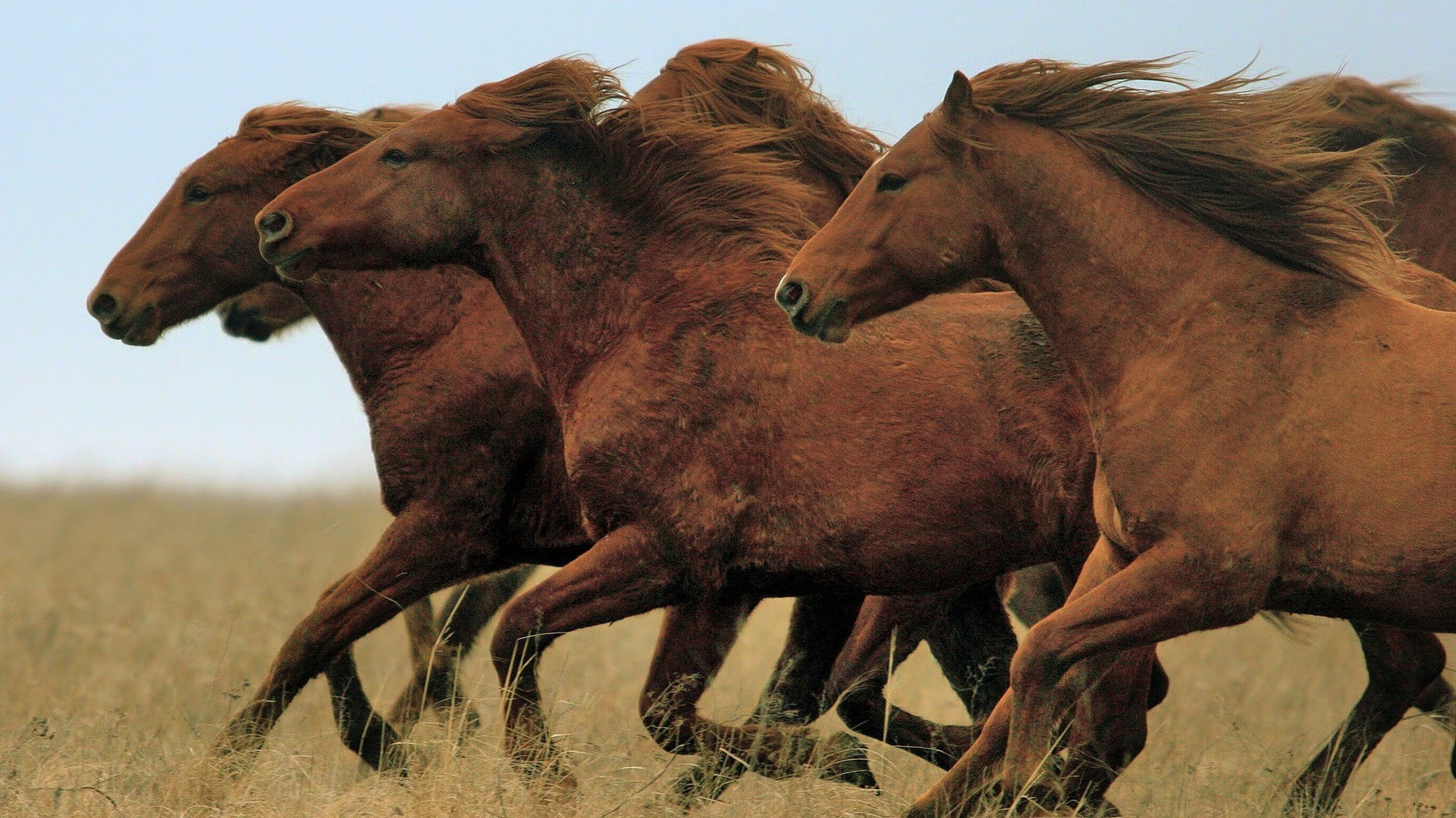 horses, wildlife, mammals, field, animal themes, animals, 1080P, herbivorous, horse, vertebrate, animal, nature, domestic, group of animals, day, three, HD Wallpaper