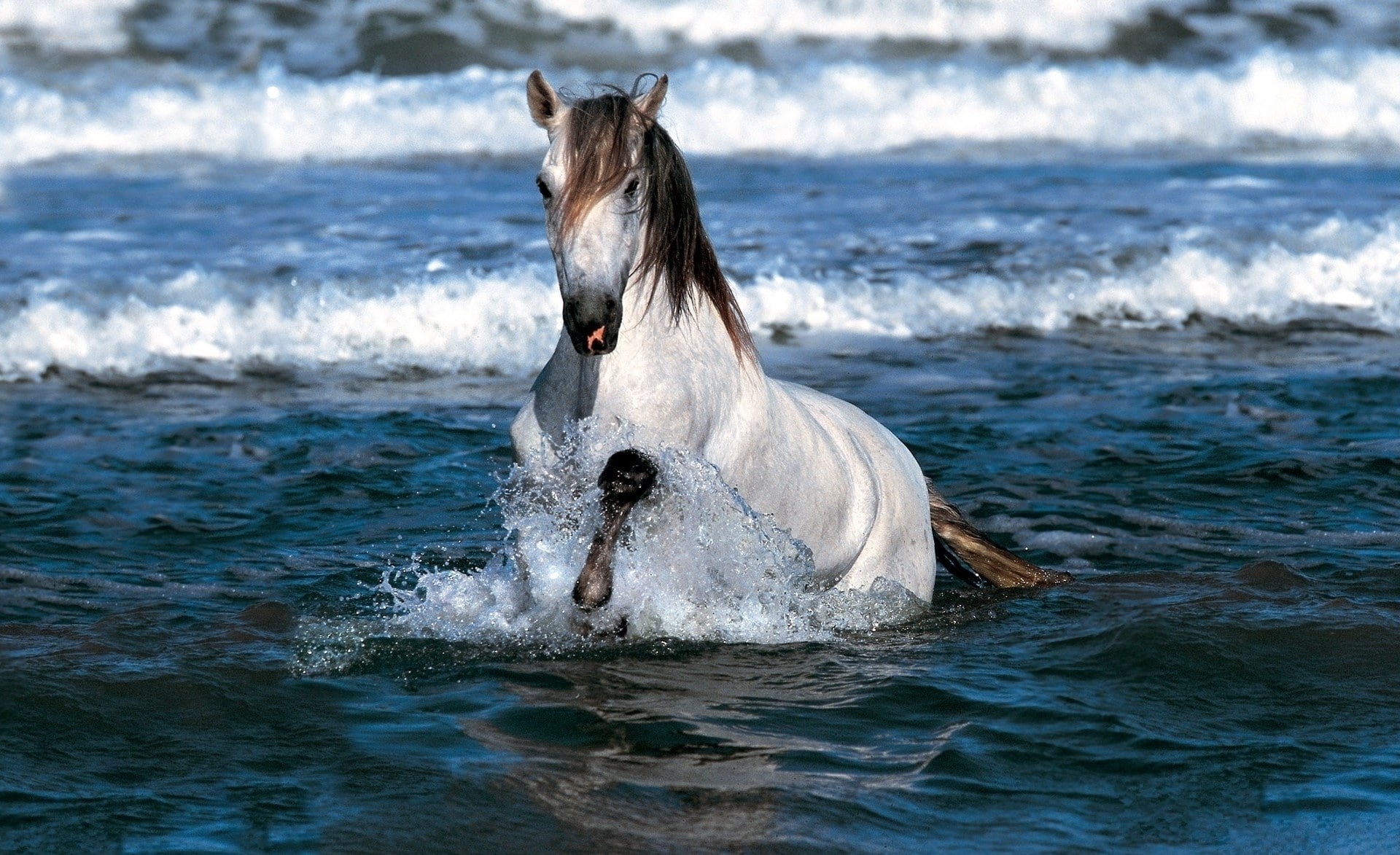 sea, brown, Running, animal wildlife, animal themes, vertebrate, mammal, motion, Water, splashing, domestic, Animals, sport, domestic animals, Horses, outdoors, HD Wallpaper