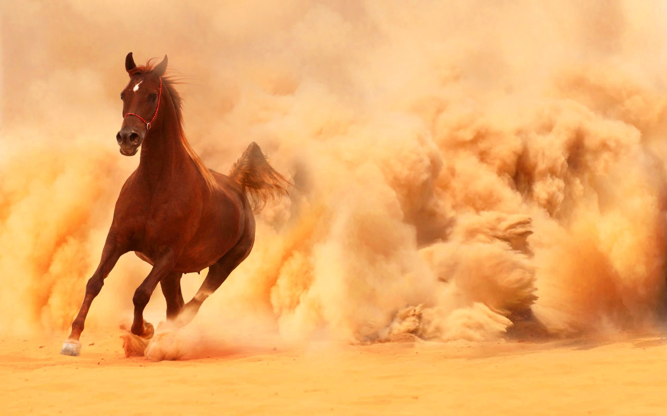 dust, domestic, arabian, people, Animals, mammal, full length, nature, 2K, fog, pets, des, land, domestic animals, running, vertebrate, brown, herbivorous, HD Wallpaper