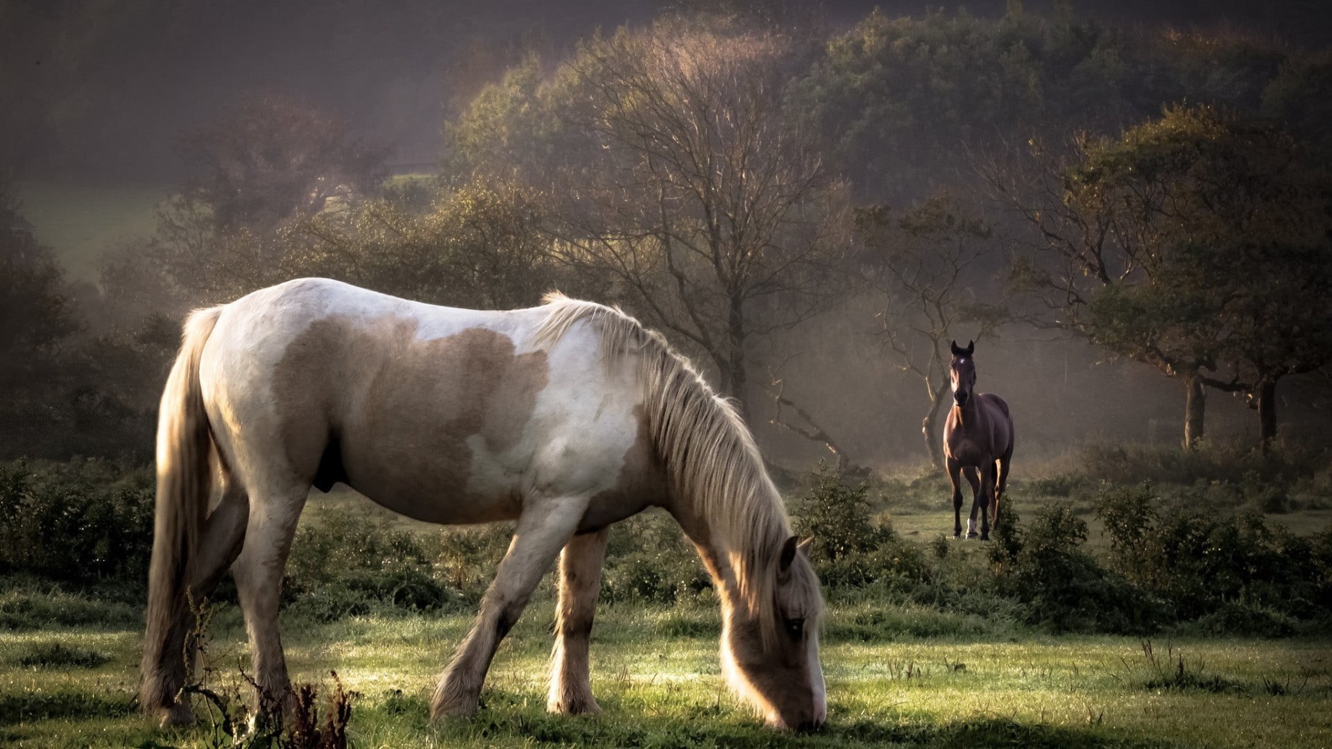 white, animal wildlife, plant, dust, horse, 1080P, field, mammal, livestock, animal, domestic, brown, outdoors, land, day, landscape, nature, herbivorous, HD Wallpaper