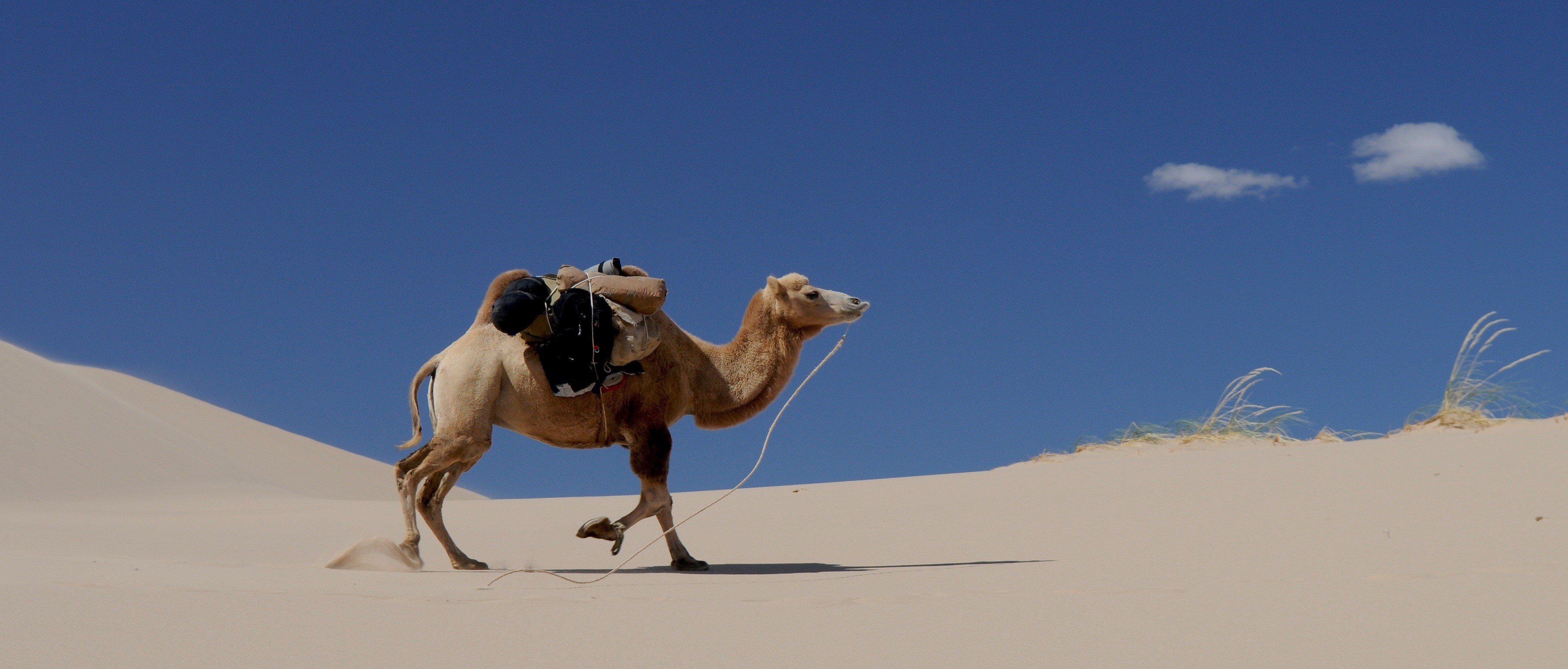 working animal, camel, 2K, mongolia, no people, land, landscape, domestic animals, day, sand Dune, herbivorous, one animal, egypt, side view, pets, animal themes, HD Wallpaper