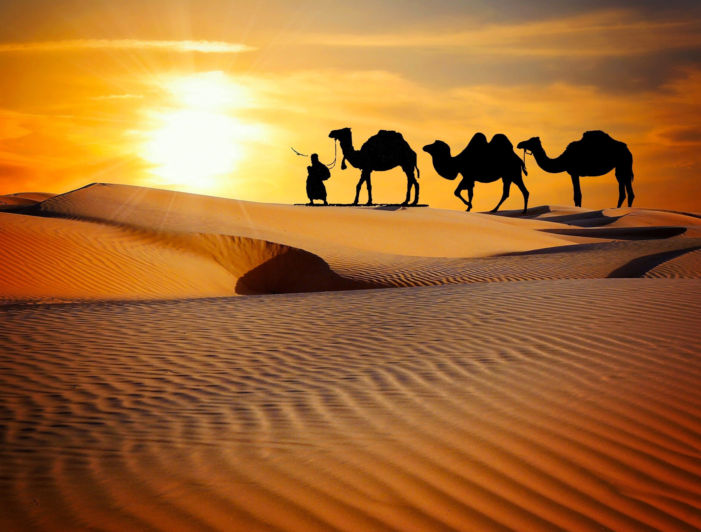 tourism, working animal, domestic animals, sun, sky, dusk, indian, desert, sunlight, pets, sand dune, mammal, travel, animal themes, field, safari, land, HD Wallpaper