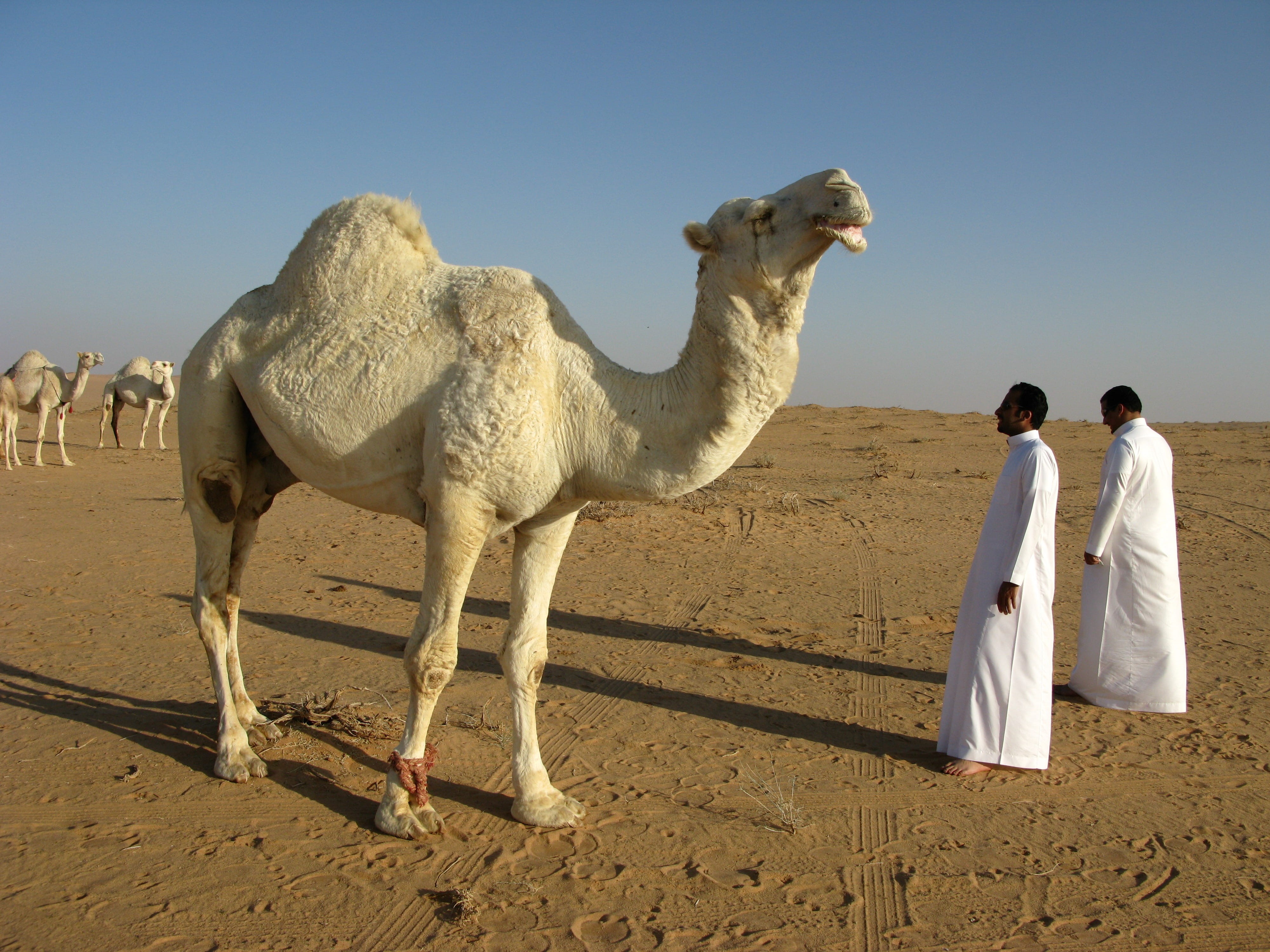 travel Destinations, nature, dromedary Camel, white, africa, camel, mammal, sunlight, man, arid climate, sky, people, arabia, man in white, saudi arabia, HD Wallpaper