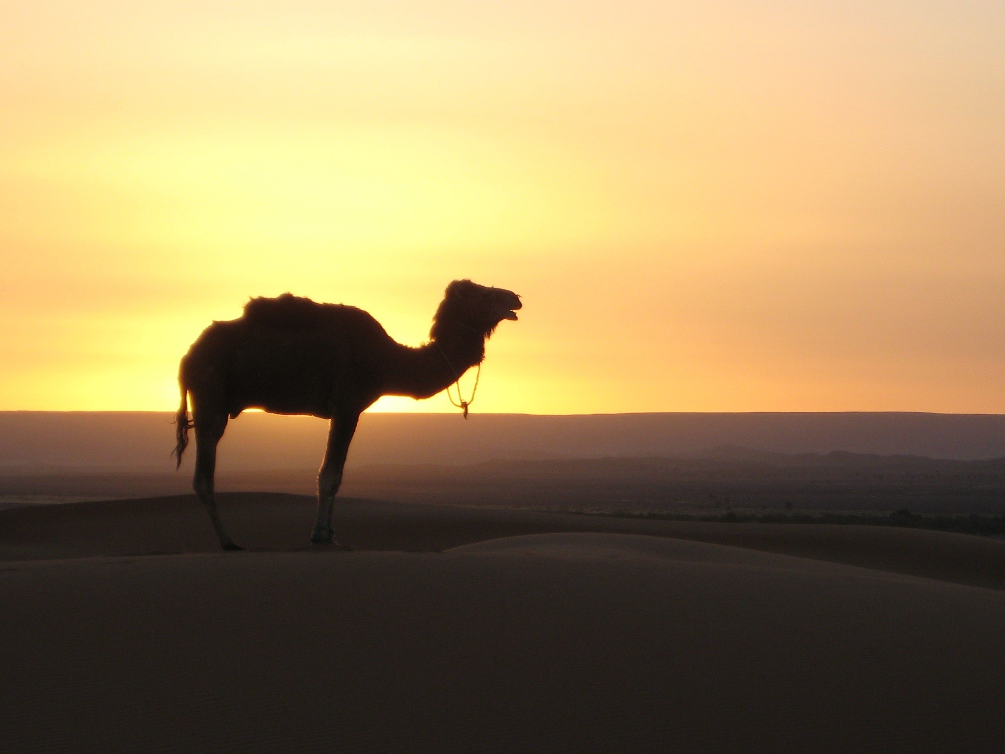 travel, land, side view, nature, animal, animal wildlife, dromedary Camel, beauty in nature, sand, herbivorous, sahara Desert, 1080P, sky, arid climate, HD Wallpaper