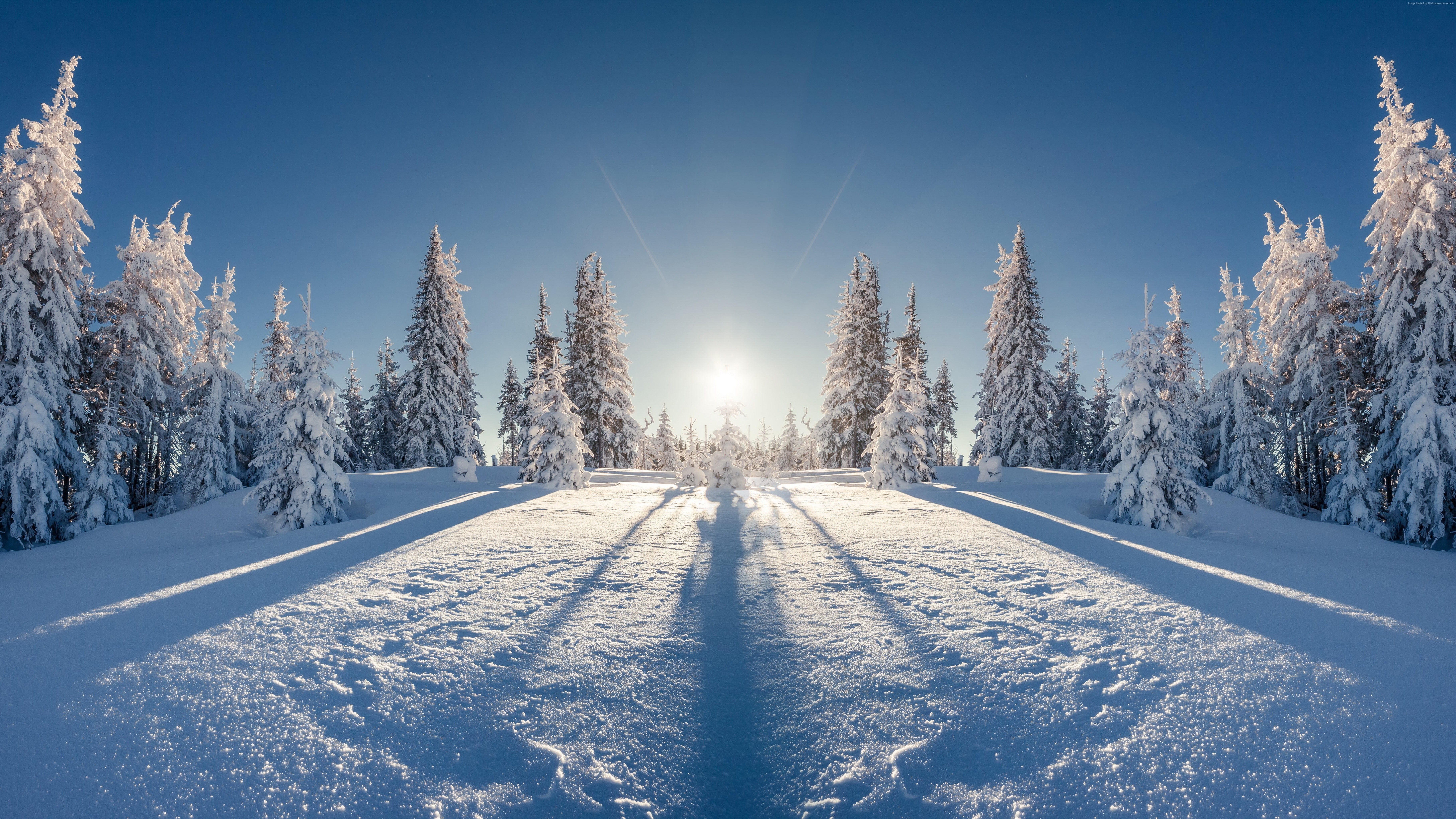 snow, winter, tree, 5K, 8k, forest, HD Wallpaper