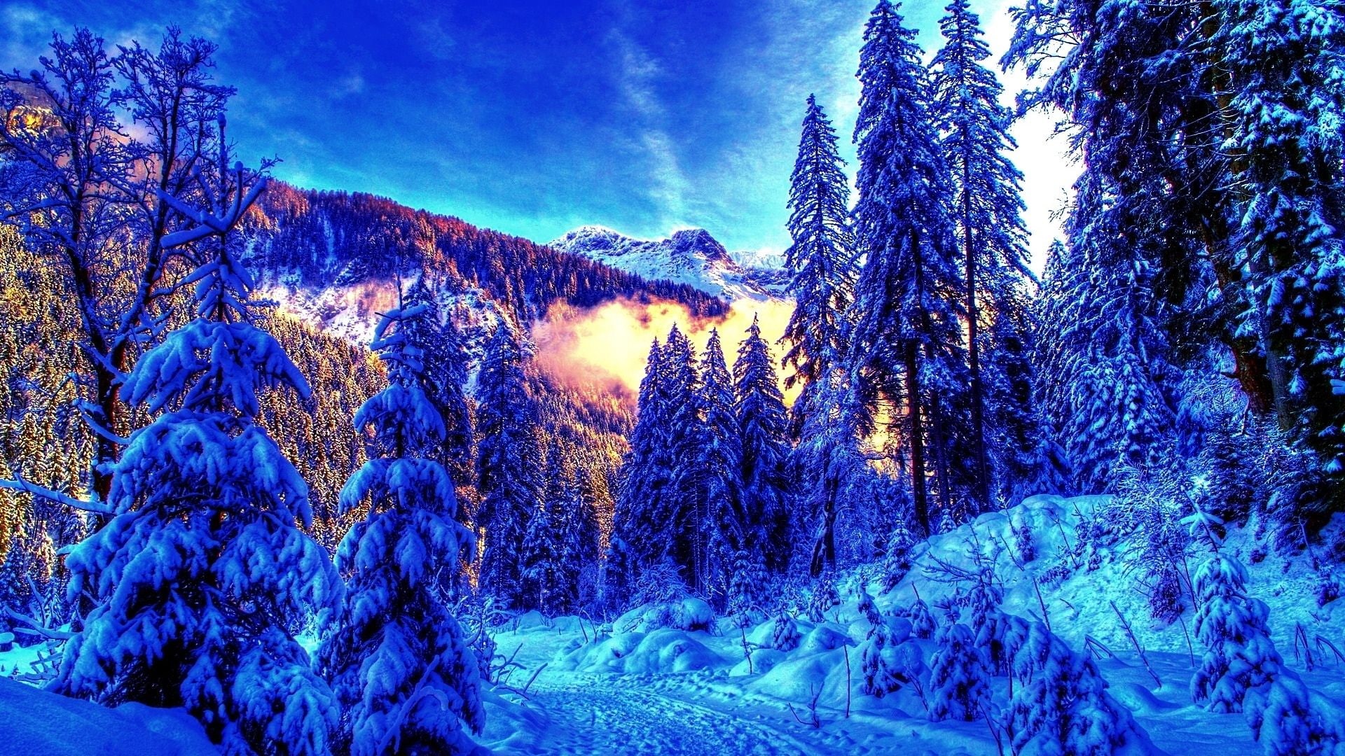 plant, blue, non-urban scene, 1080P, tree, coniferous tree, cold temperature, land, sky, forest, nature, mountains, environment, snow, pine tree, woodland, HD Wallpaper