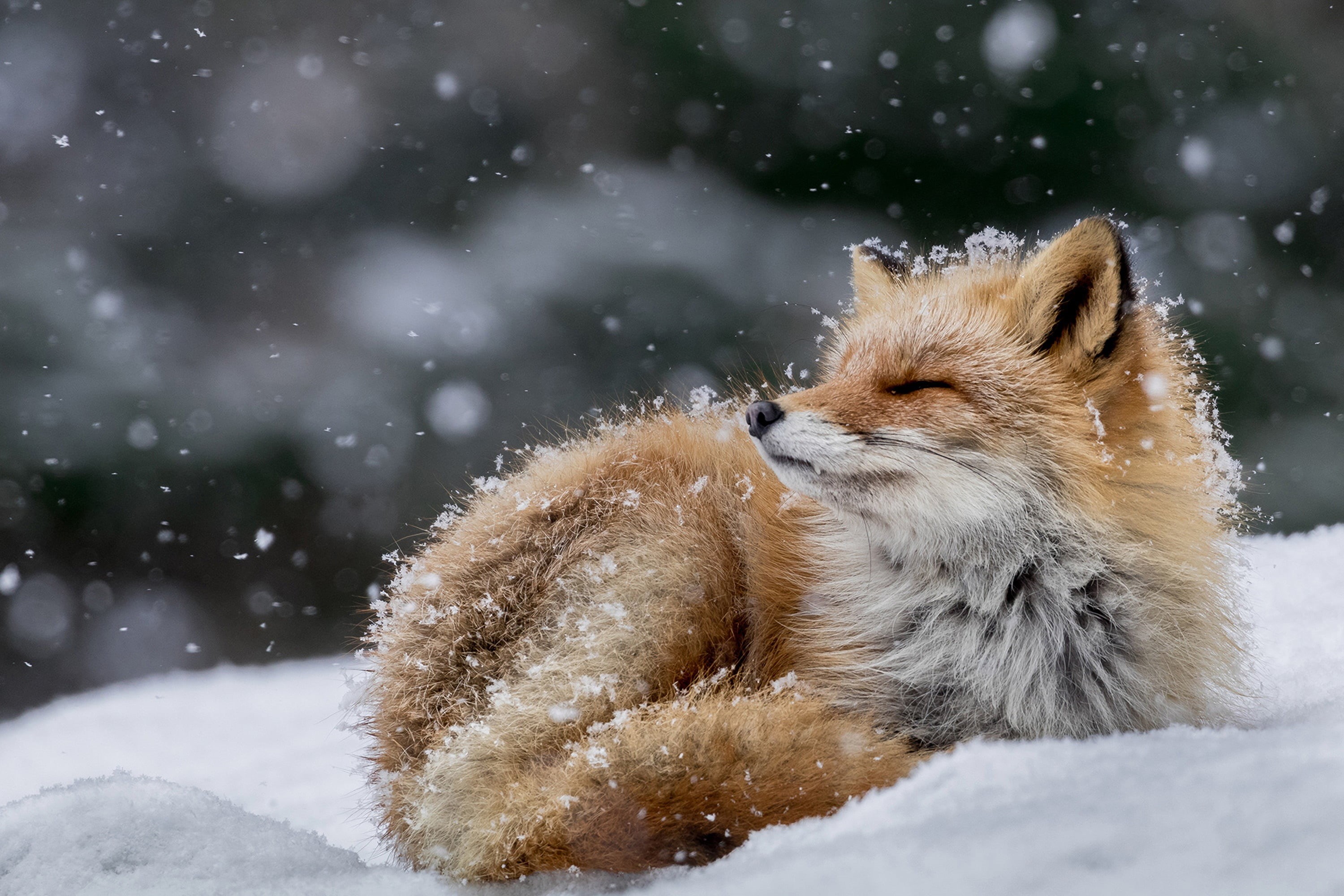 winter, snow, fox, 2K, HD Wallpaper
