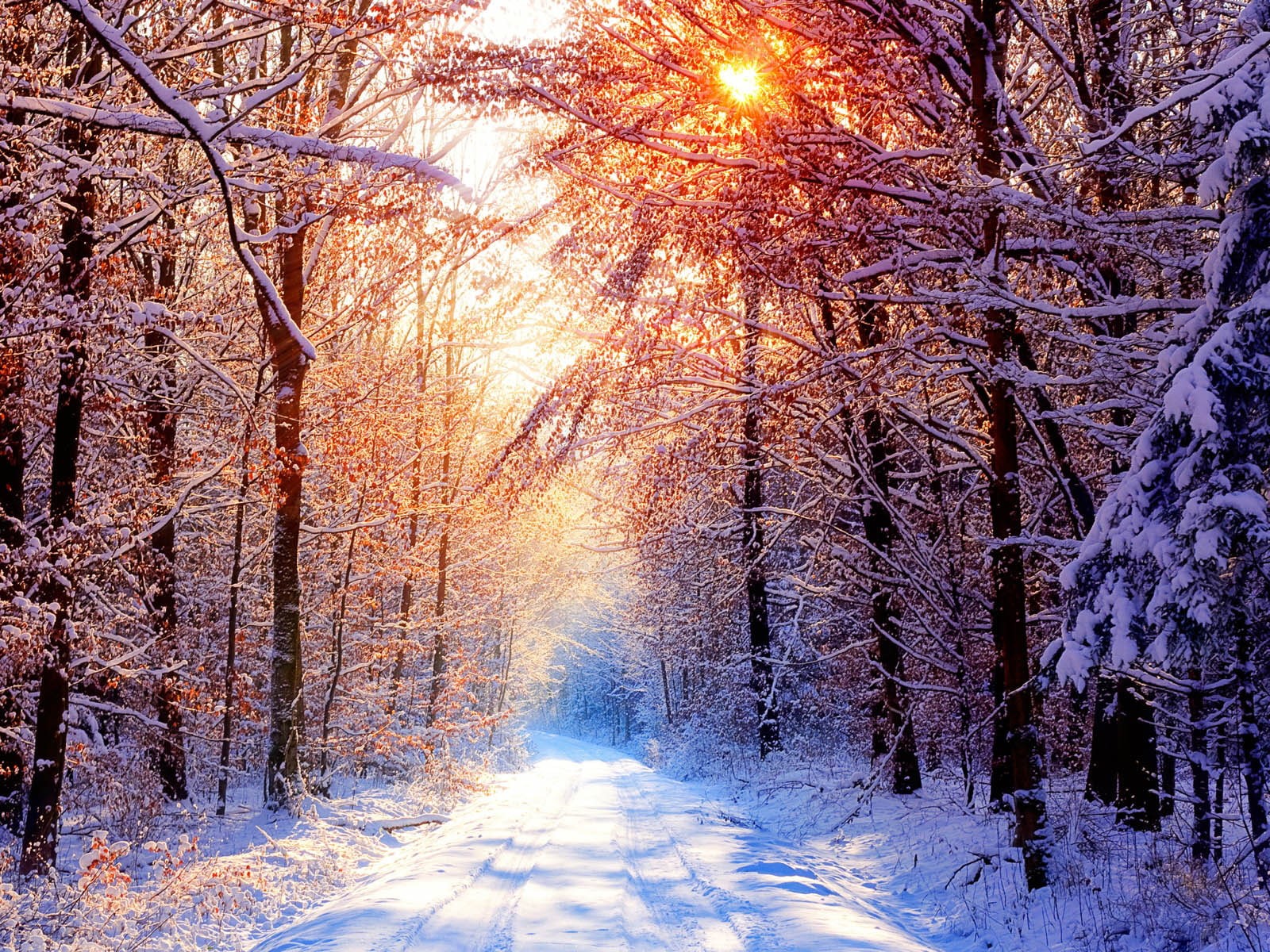 christmas, winter background, ice, 720P, snow, tree, HD Wallpaper