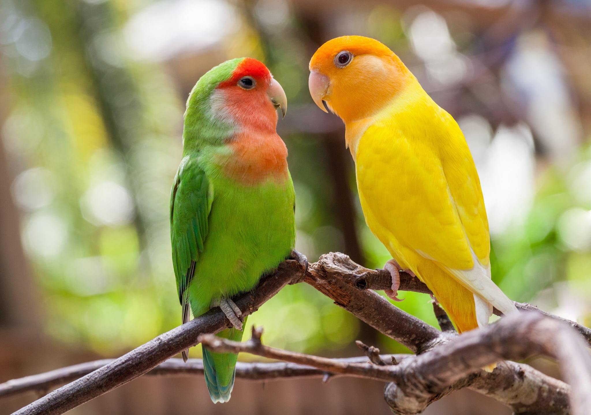 parrots, branches, a couple, lovebird, birds, 1080P, HD Wallpaper