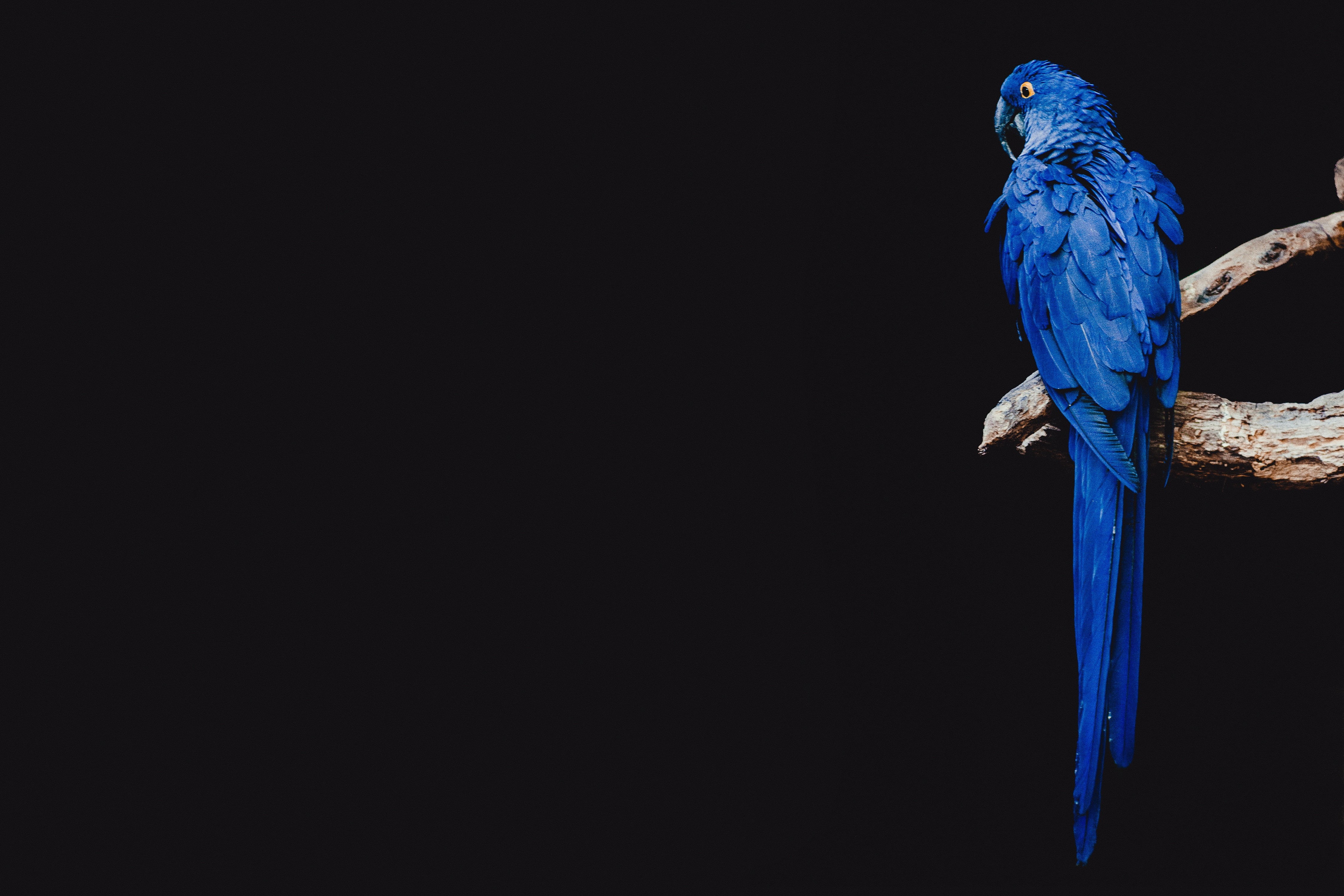 multi Colored, copy space, wildlife, blue, full length, animal wildlife, animal Wing, animal themes, beak, gold and blue macaw, pets, bird, backgrounds, HD Wallpaper