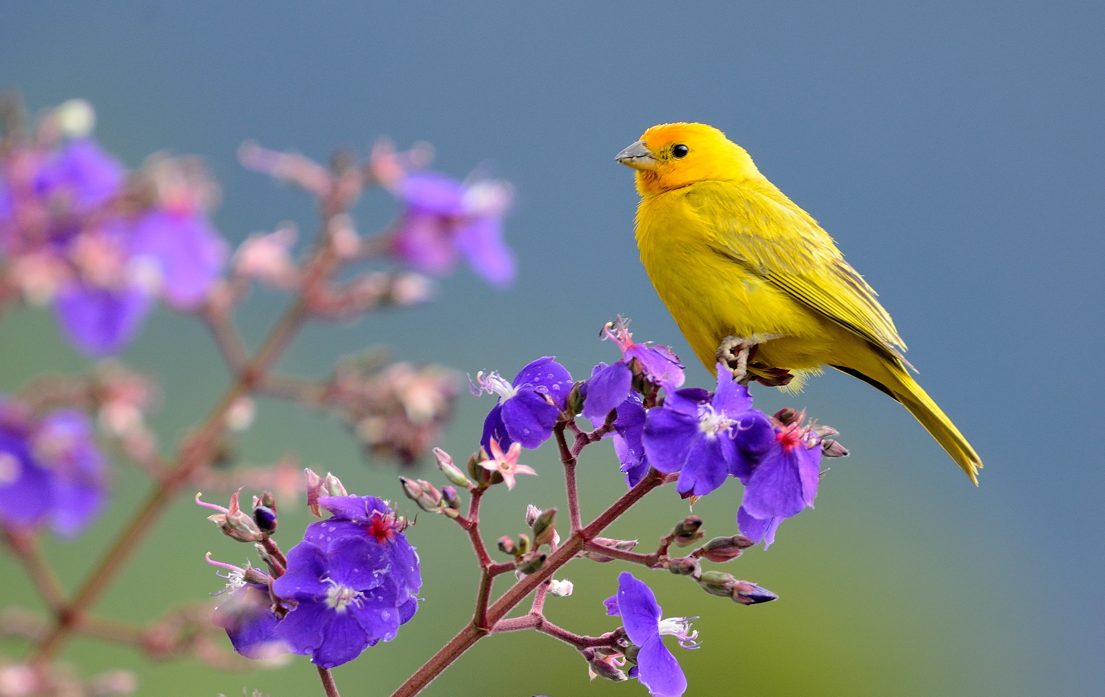 blue, 2K, nature, sicalis, bird, purple, tree, yellow, animal, flower, branch, wildlife, selective, focus, saffron, finch, HD Wallpaper