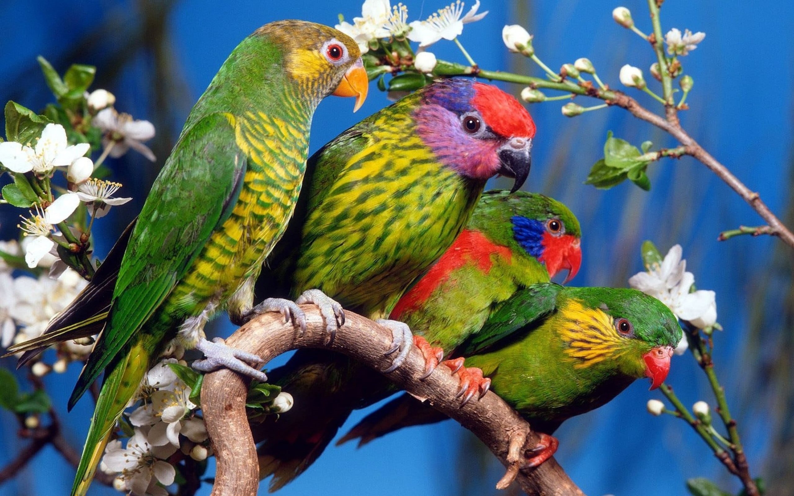 beauty in nature, tree, nature, birds, multi colored, two animals, animal themes, animals, vertebrate, branch, outdoors, plant, group of animals, animal wildlife, HD Wallpaper