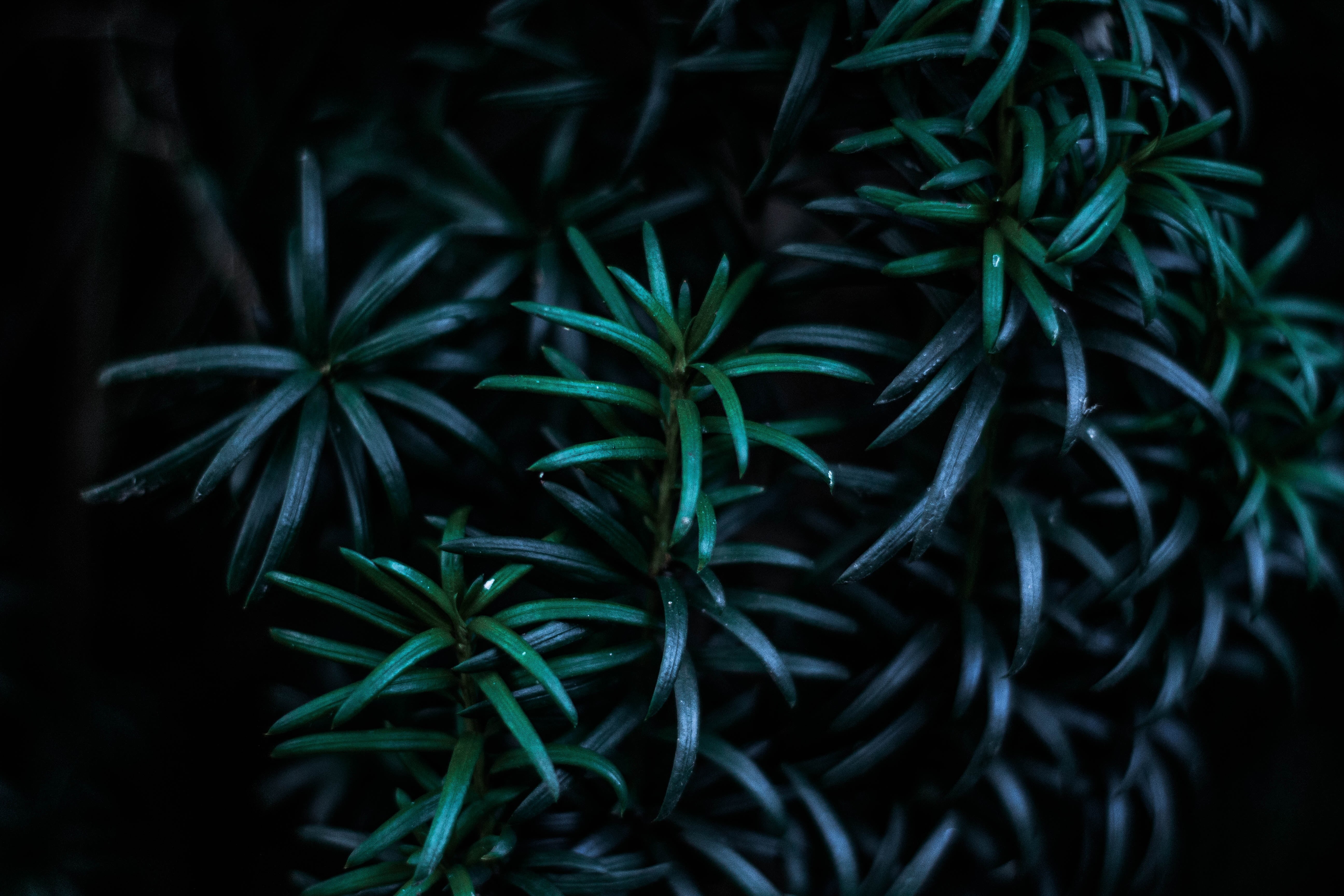 no People, beauty in nature, plants, dark, food, leaves, herb, healthcare and medicine, branches, green Color, plant part, macro, 5K, marijuana - Herbal Cannabis, HD Wallpaper