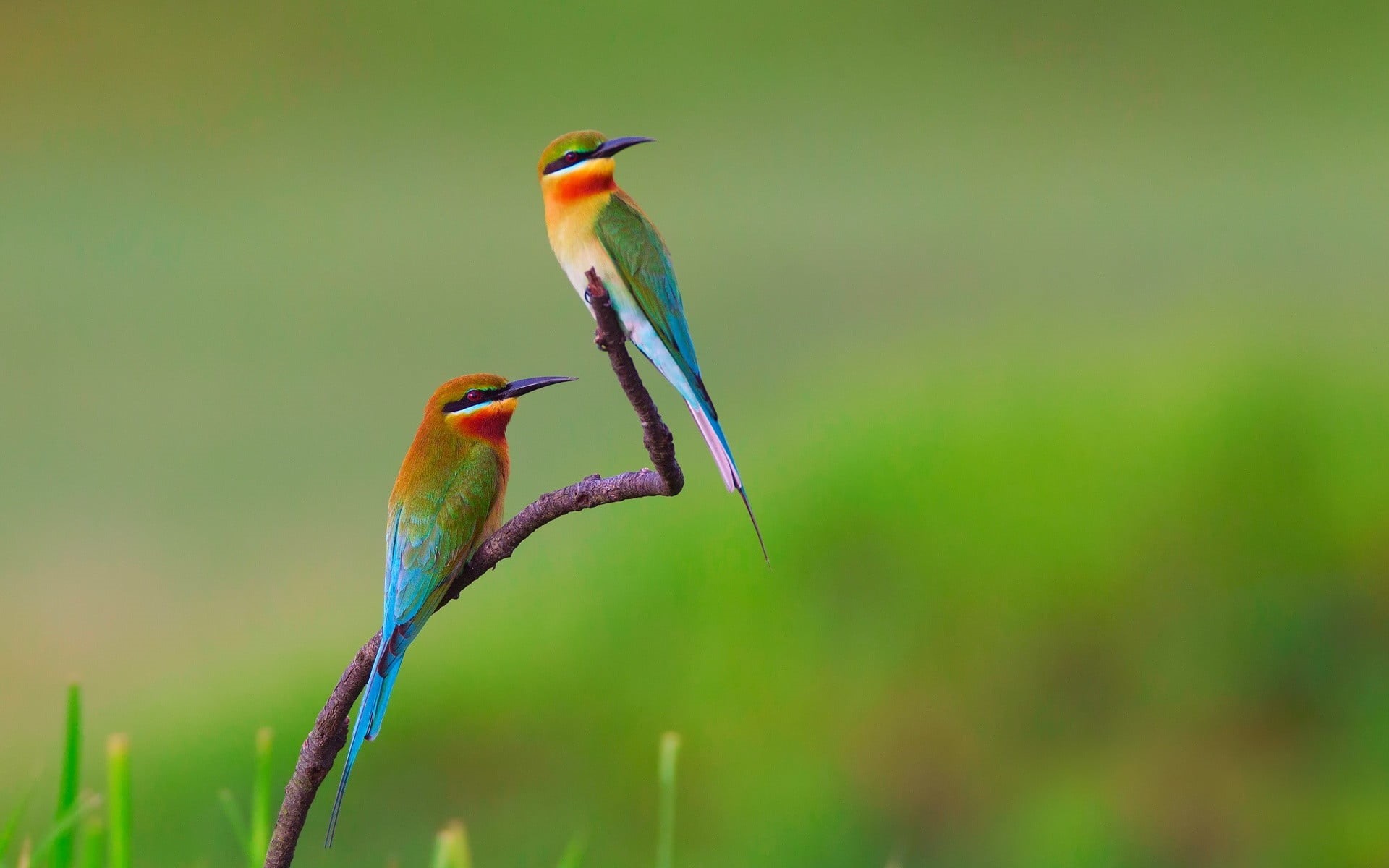 blue, eater, birds, one animal, outdoors, vertebrate, beak, orange, two, animals, yellow, nature, animal themes, animal, plant, animal wildlife, animals in the wild, HD Wallpaper