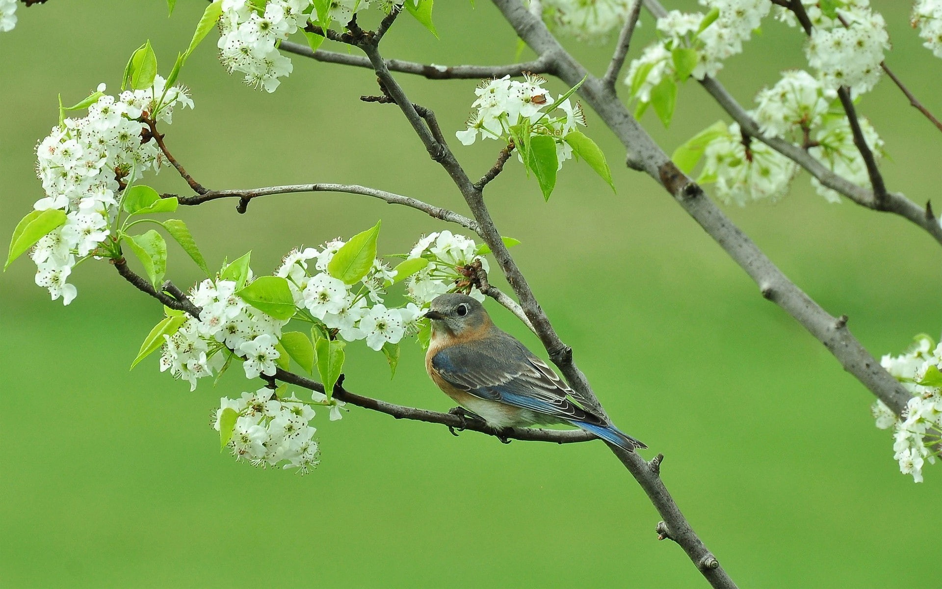 1080P, spring, Bird, blossom, branches, branche, tree, HD Wallpaper