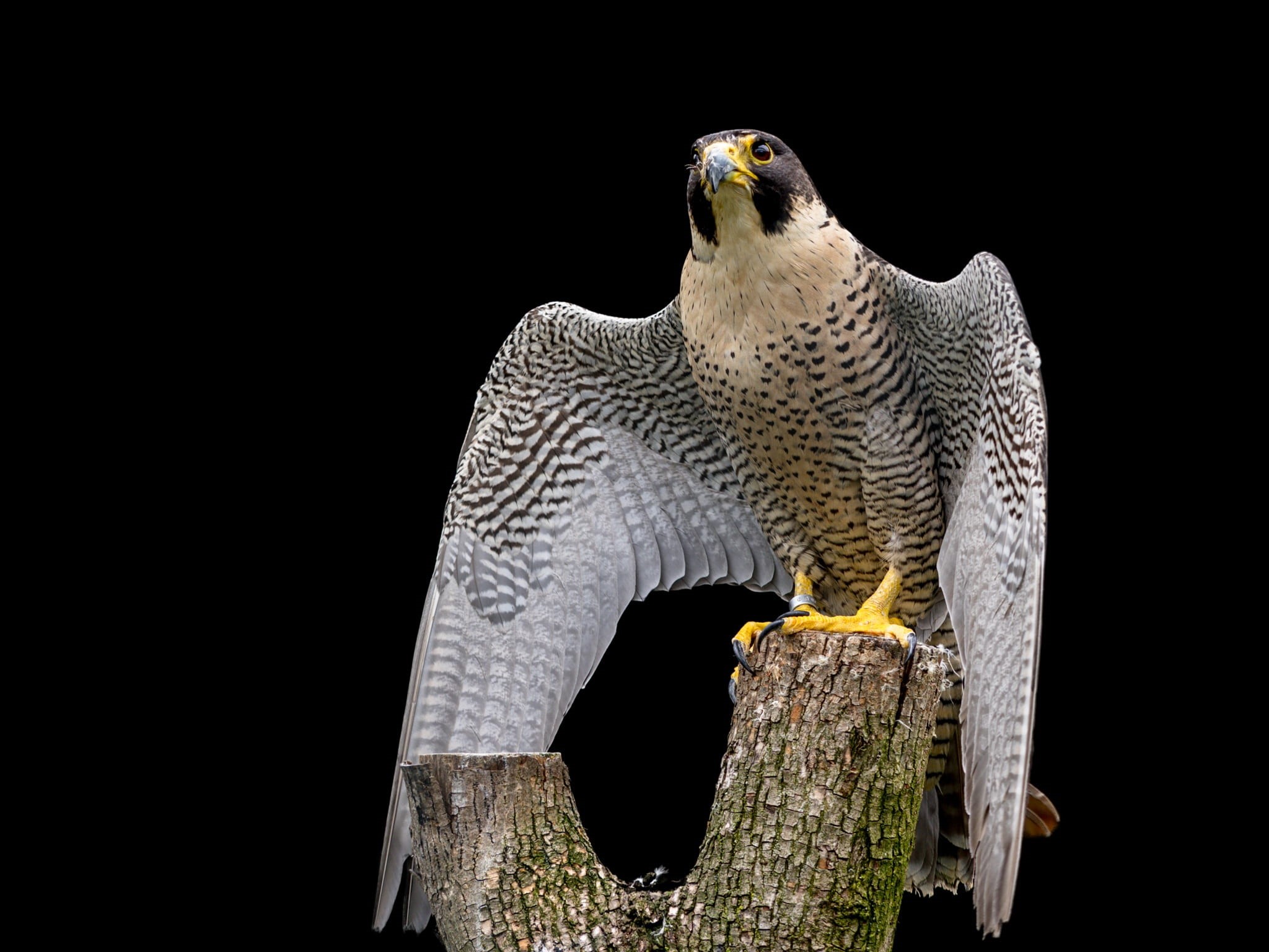 animals in the wild, nature, one animal, wood - material, close-up, branch, animal themes, no people, feather, raptor, vertebrate, tree, black background, HD Wallpaper