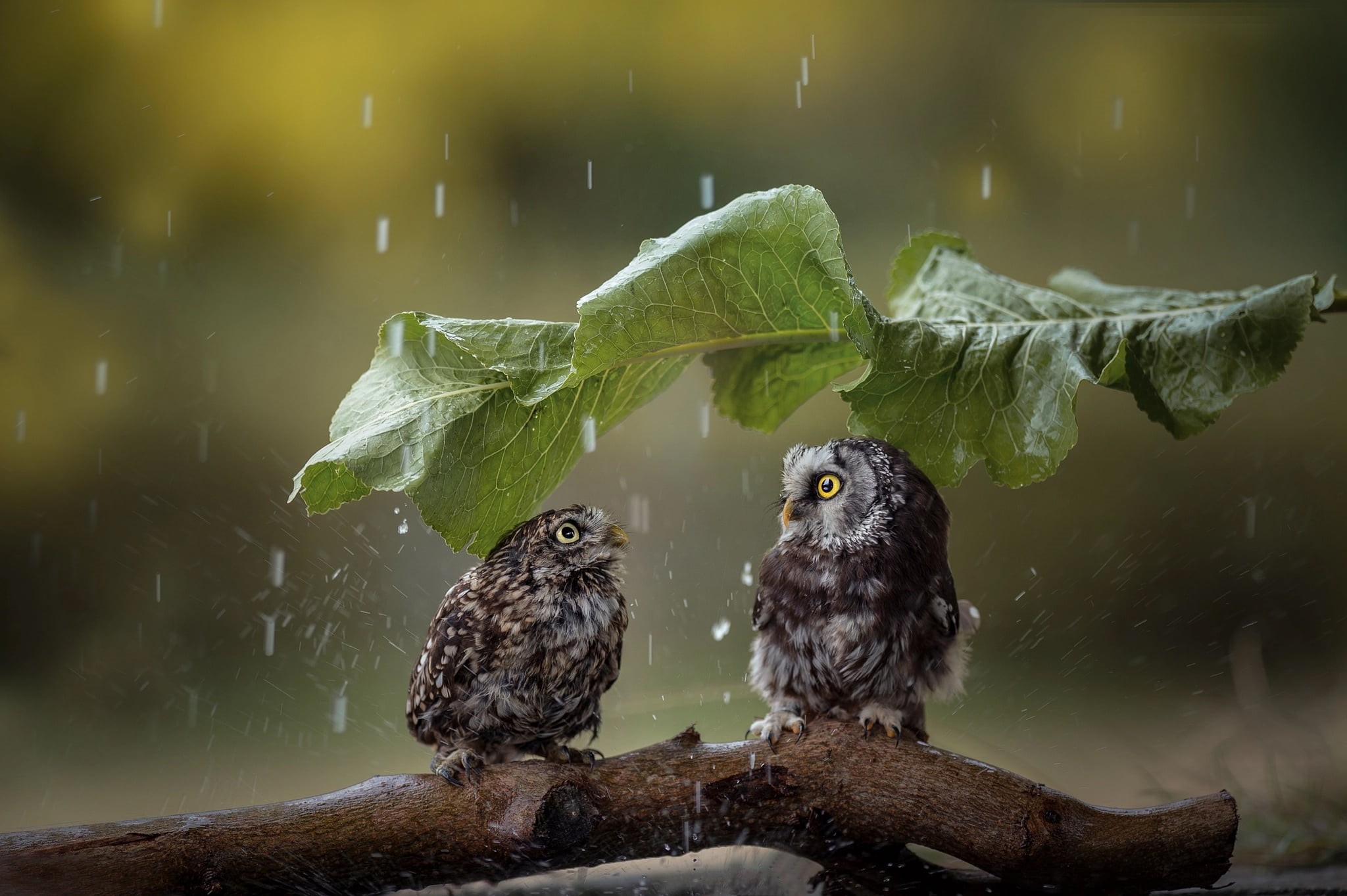 day, tree, two, rain, leaves, wood - material, snowing, focus on foreground, animal wildlife, close-up, gray, vertebrate, animals in the wild, no people, HD Wallpaper