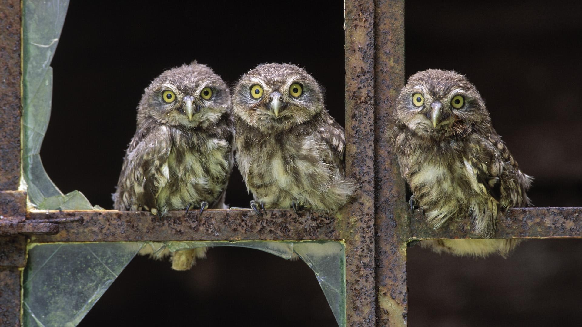 animals, babies, gray, baby, baby owls, birds, three, owls, 1080P, white, HD Wallpaper