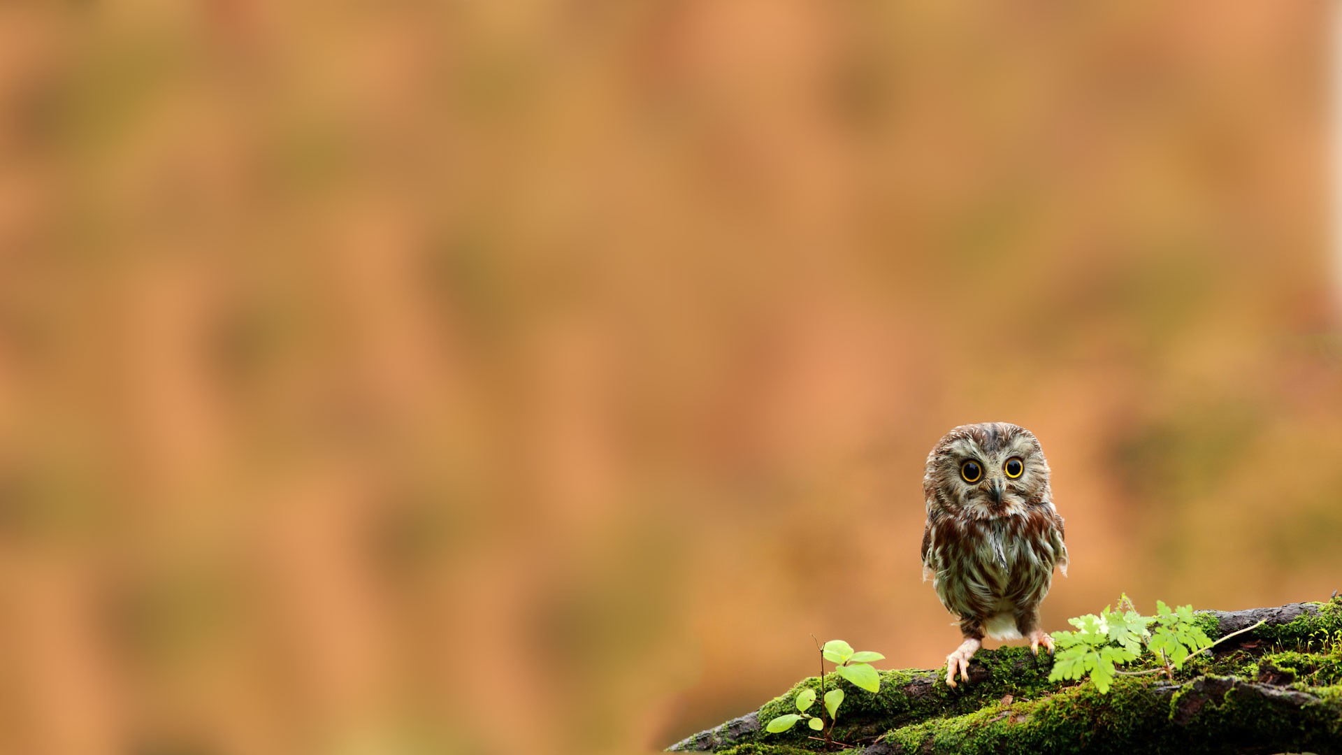 nature, vertebrate, animals, 1080P, day, branch, moss, tree, birds, portrait, looking at camera, focus on foreground, copy space, outdoors, animals in the wild, HD Wallpaper