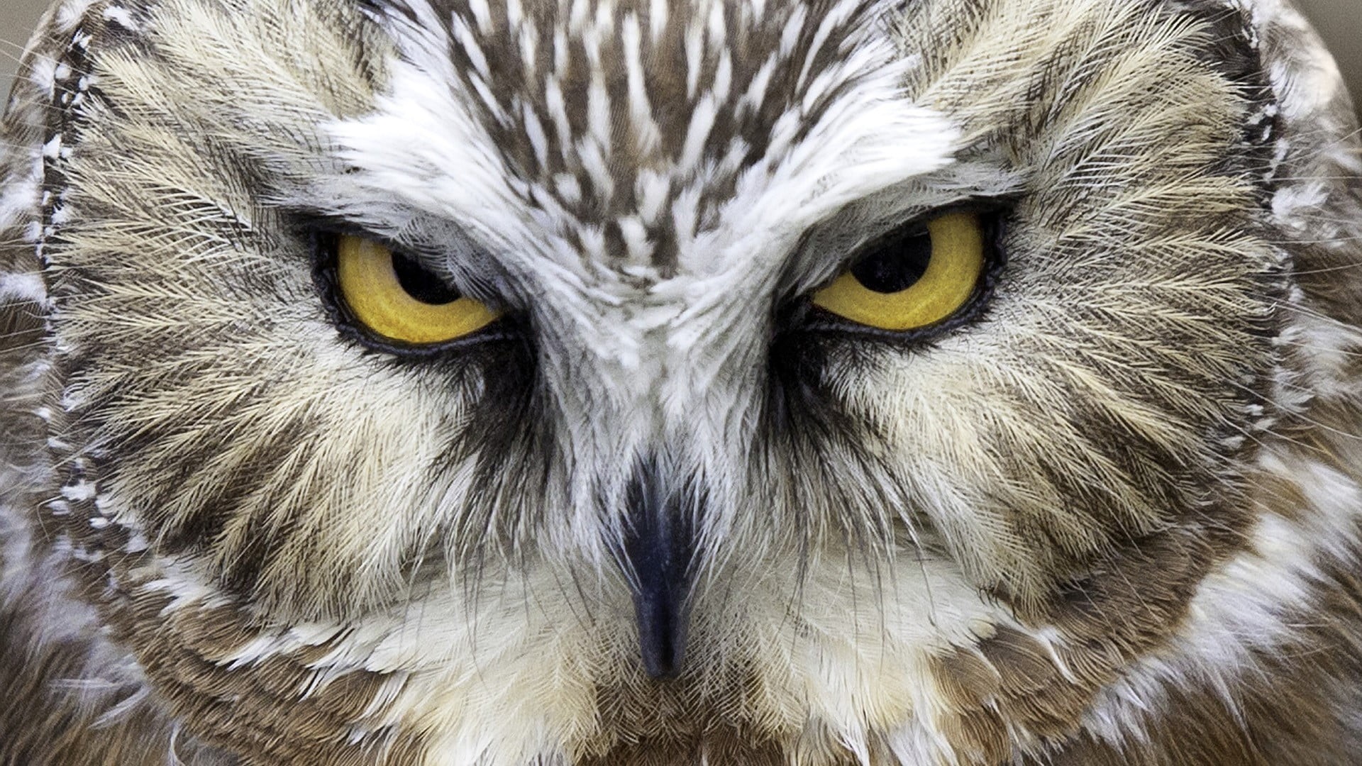 no people, animal eye, looking at camera, one animal, close-up, animal head, day, animals, full frame, bird, bird of prey, animal wildlife, gray, 1080P, HD Wallpaper