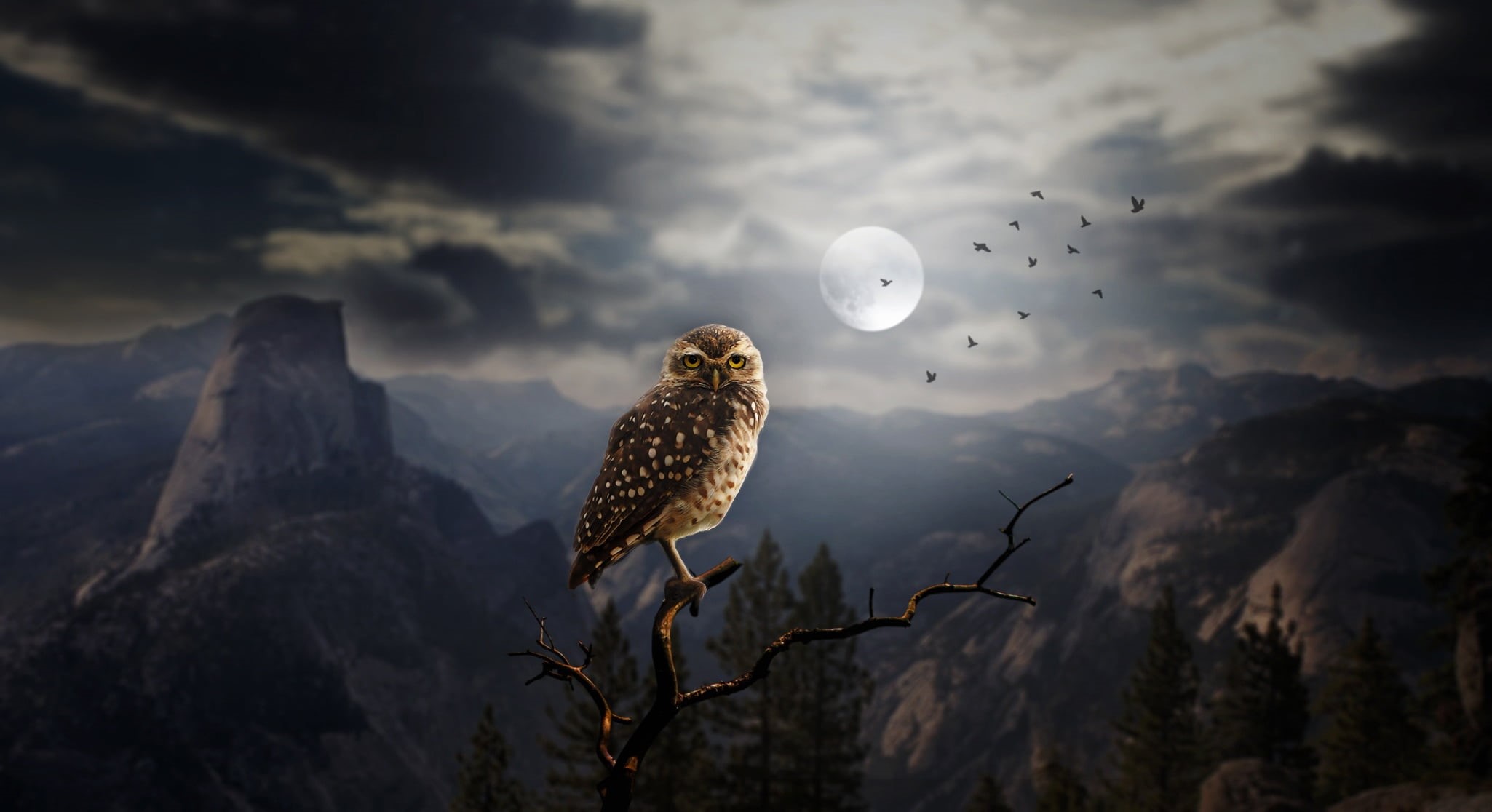 cloud - sky, animal wildlife, falcon - bird, mountain, vertebrate, animals in the wild, fantasy art, one animal, no people, brown, Moon, beauty in nature, HD Wallpaper