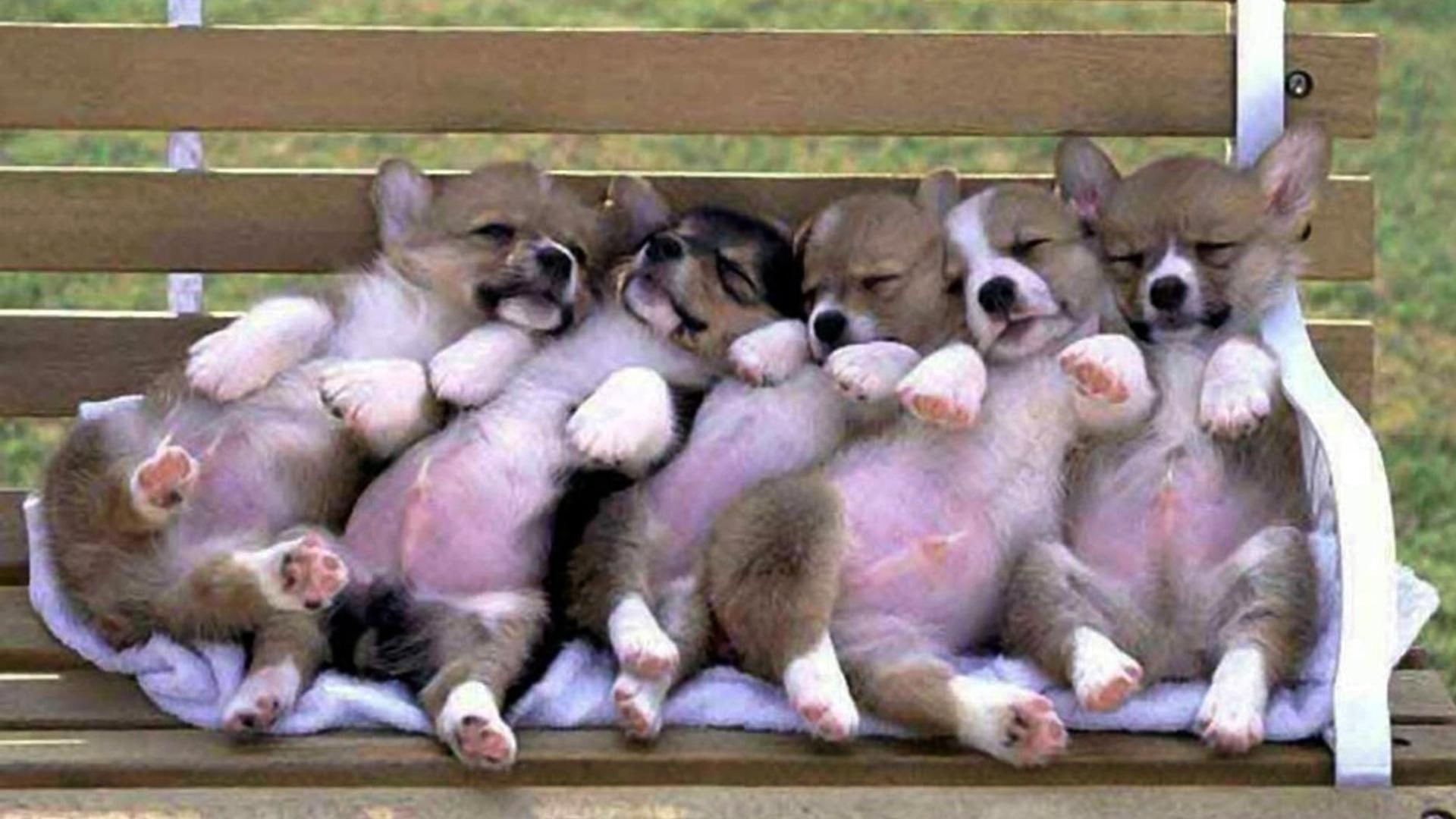 animals, puppies, black, funny, 1080P, gray, coat, short, cute, HD Wallpaper
