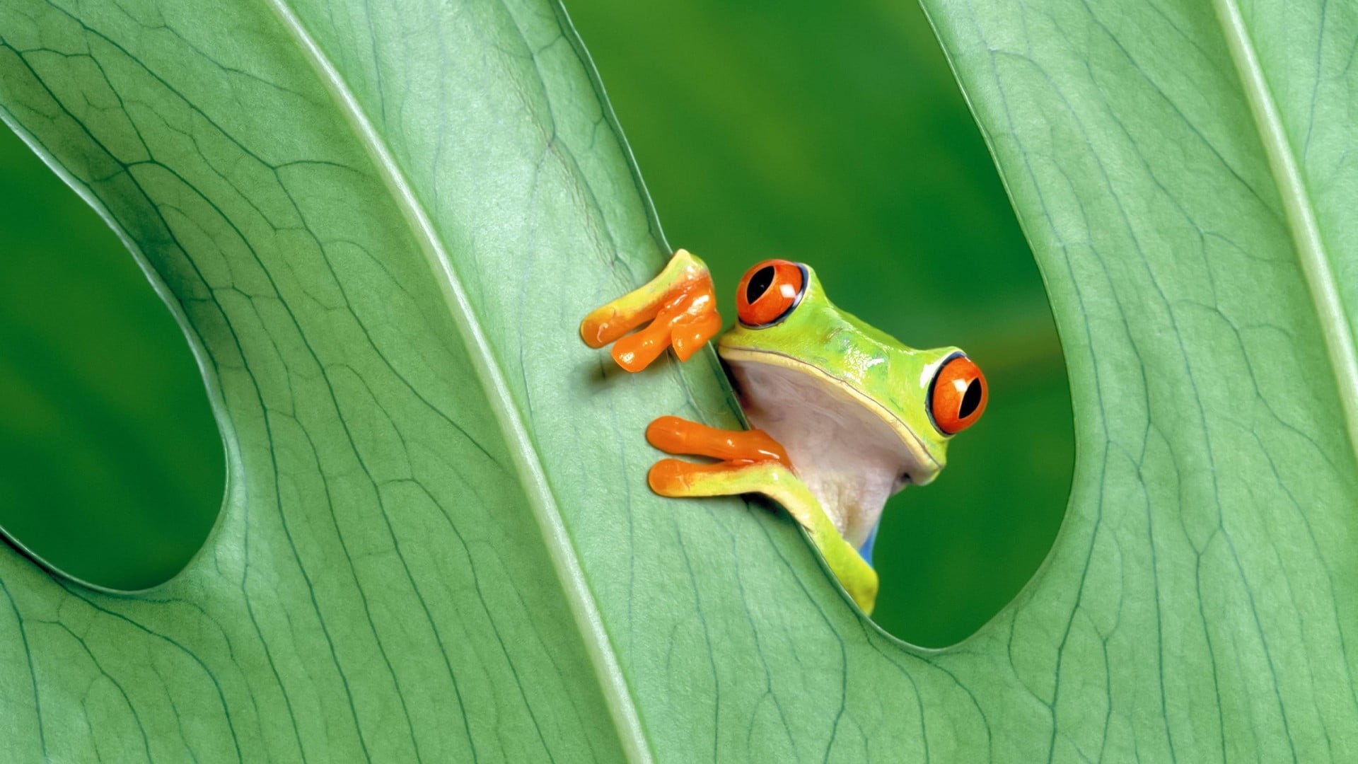day, no people, animal wildlife, toad, freshness, outdoors, wildlife, plant, leaf, tropical Rainforest, looking, plant part, tropical Climate, forest, invertebrate, HD Wallpaper