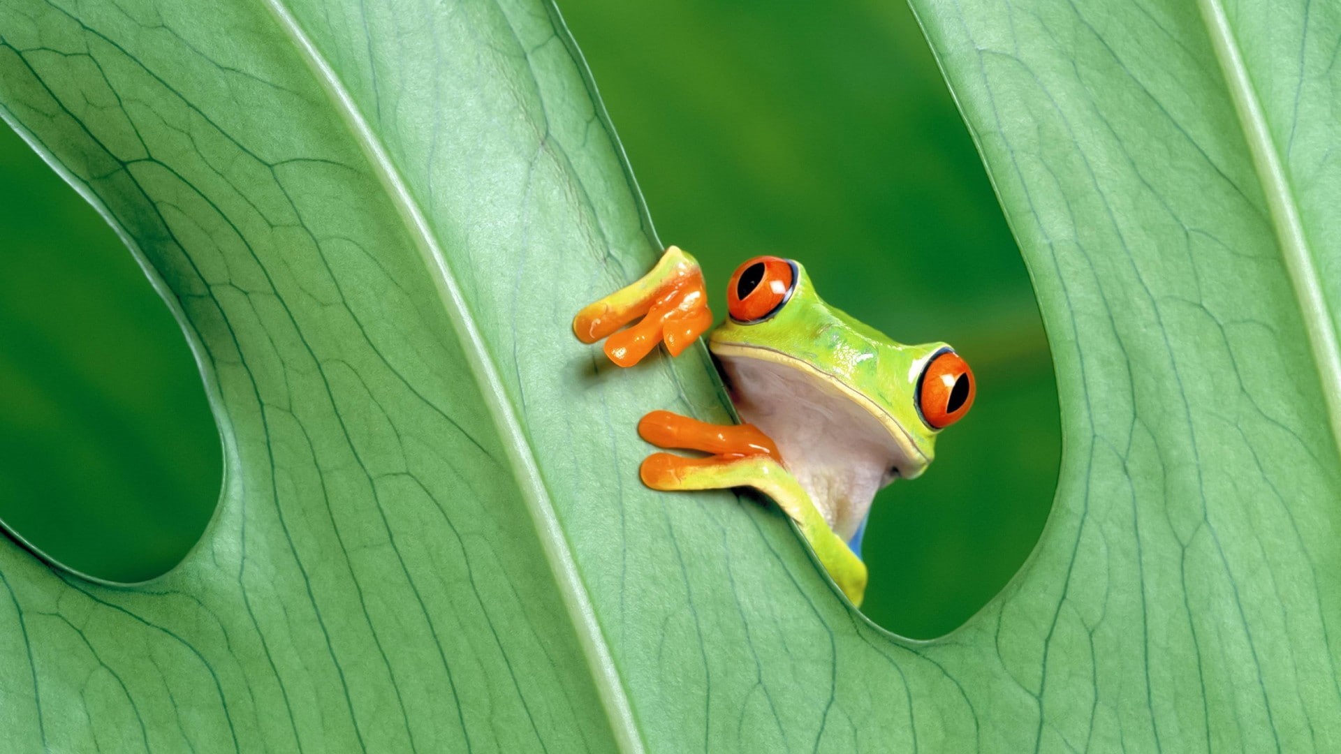 green, amphibians, animals, leaves, eyed, frog, red, 1080P, red-eyed tree frog, tree, frogs, HD Wallpaper