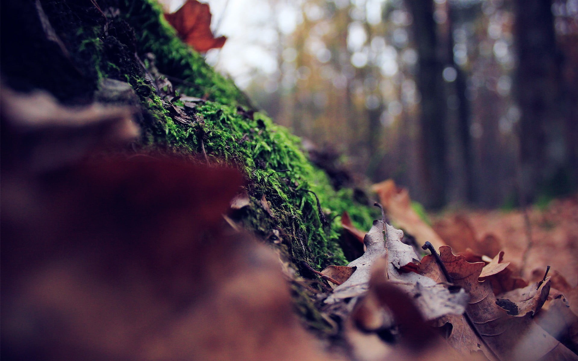 woodland, environment, wood - Material, yellow, forest, dried, plant, leaves, photography, change, red, green, autumn, branch, beauty In Nature, backgrounds, HD Wallpaper