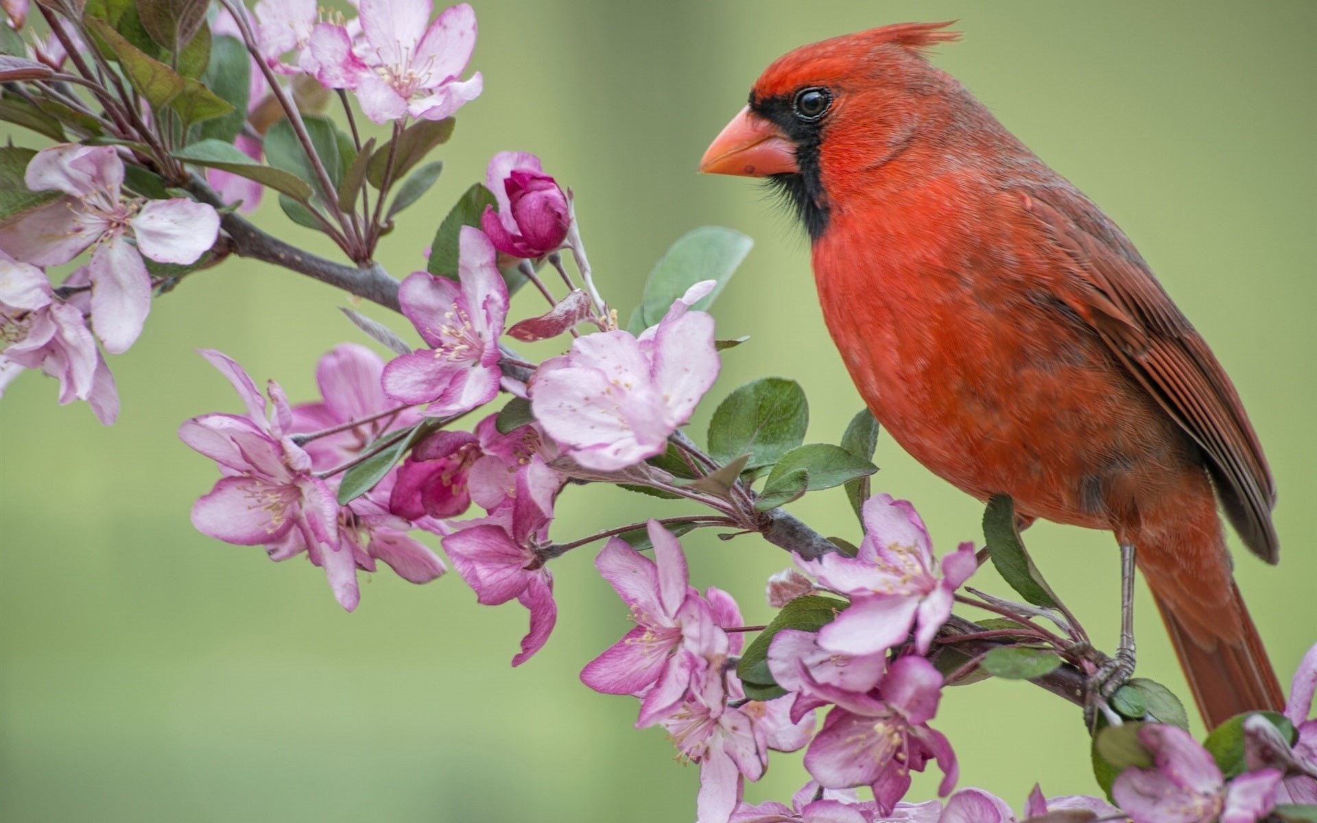 Blossom, Bird, 1080P, Cardinal, Red, Spring, Flowers, Apple, Tree, HD Wallpaper