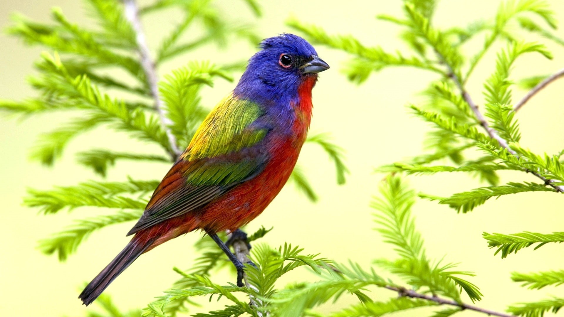Birds, Parrot, Spring, Branches, Leaves, 1080P, HD Wallpaper