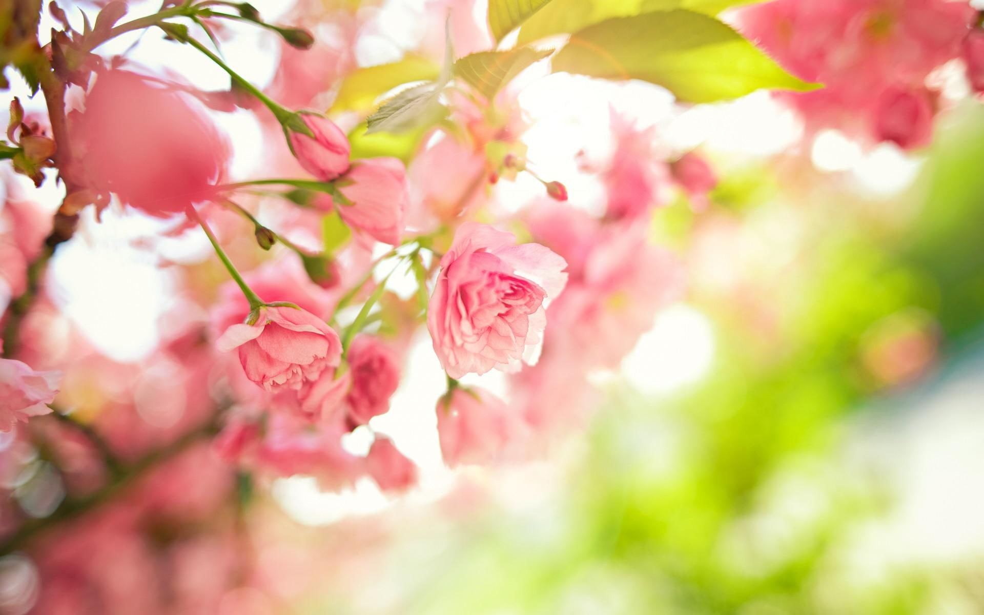 macro, desktop, images, 1080P, leaves, pink, tree, flowers, background, spring, branches, HD Wallpaper