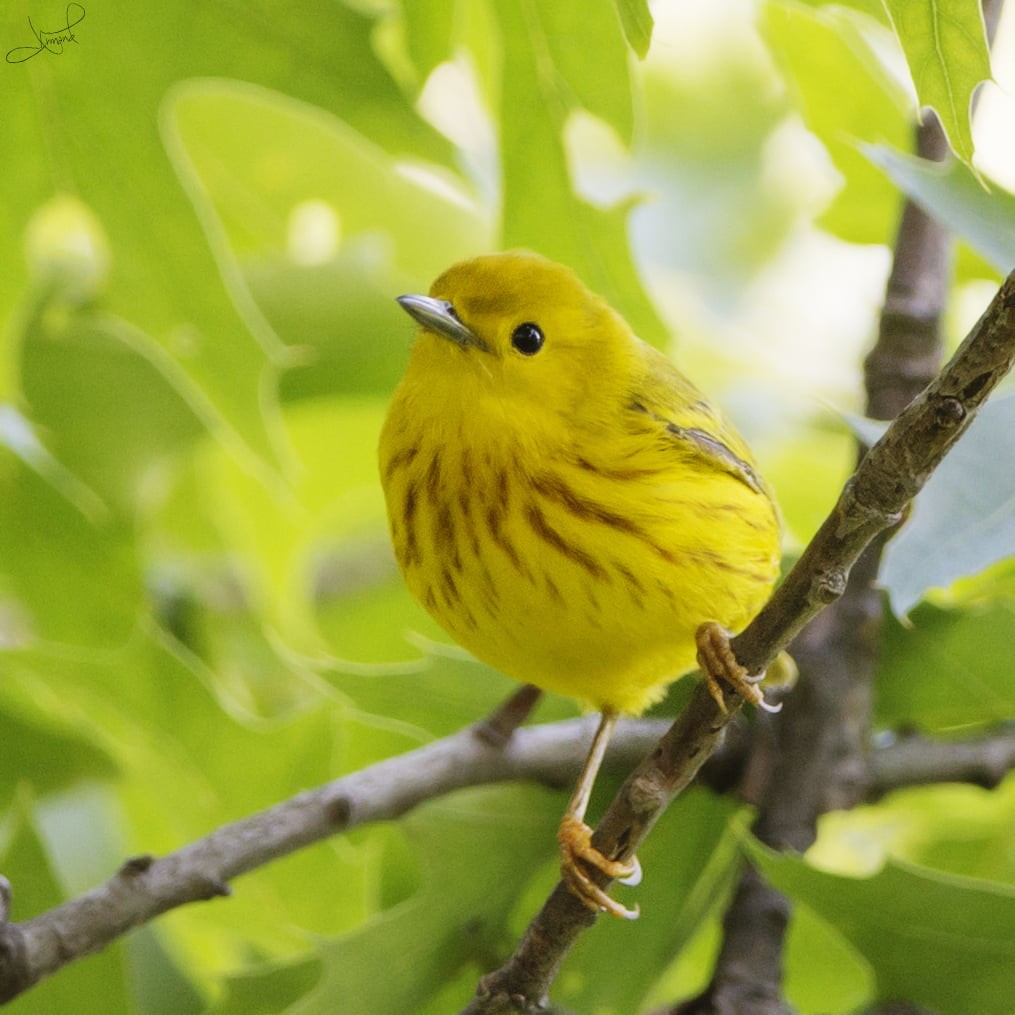 bird, outdoors, daytime, nature, wildlife, perching, warbler, beak, tree, animal, 480P, animals In The Wild, yellow, branch, Phone HD Wallpaper