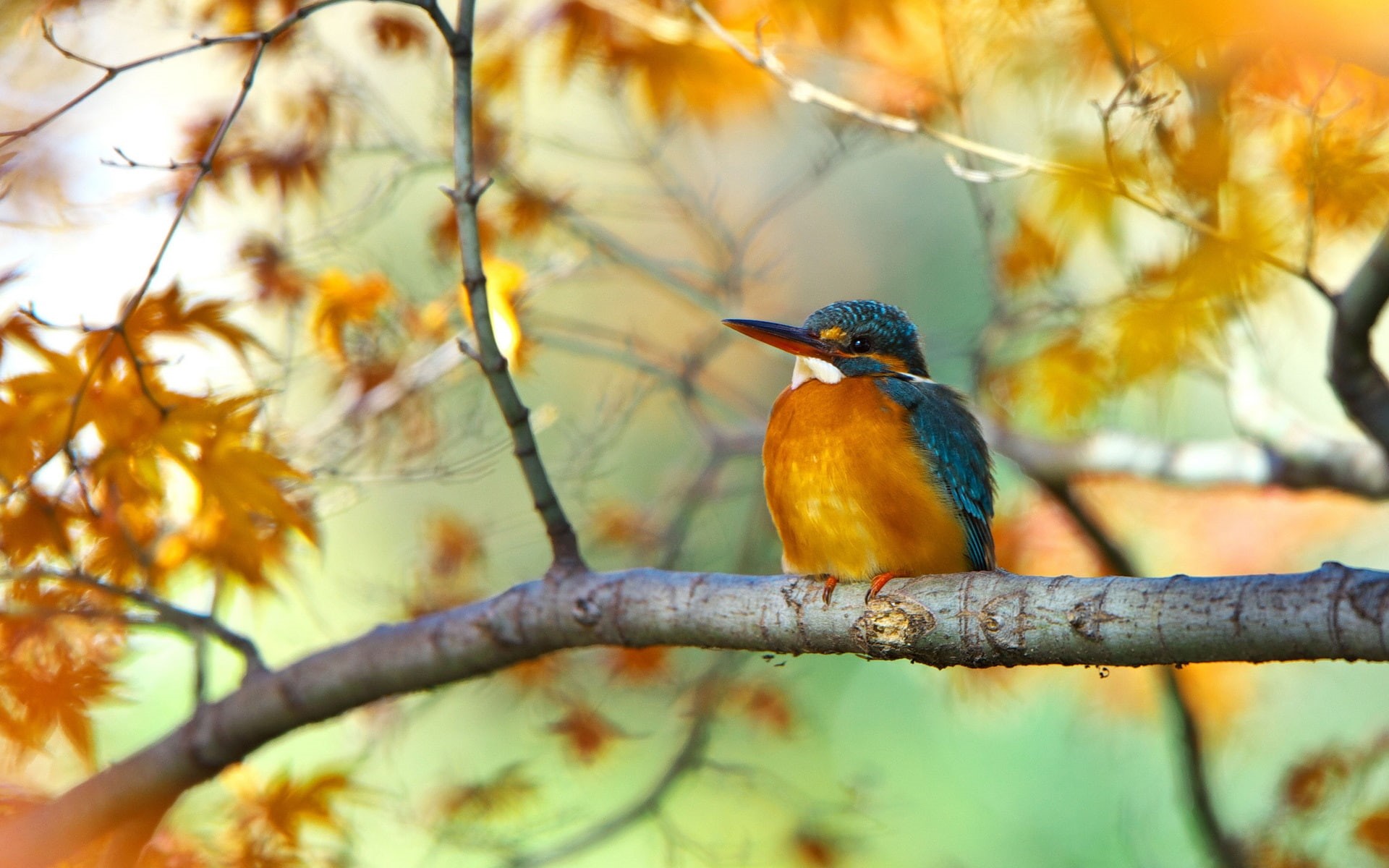 Yellow, 1080P, Autumn, Branch, Bird, Tree, Kingfisher, Leaves, HD Wallpaper