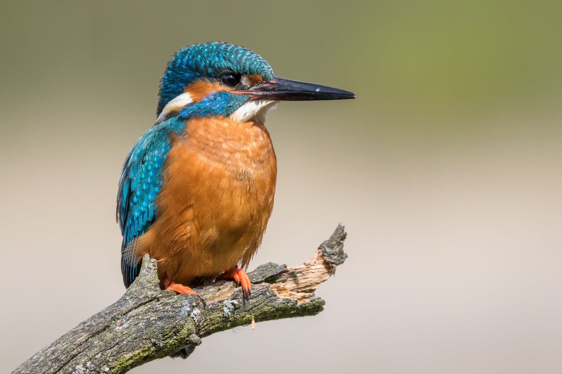 Ranger, Common Kingfisher, multi Colored, hide, Feldberger Seenlandschaft, Mecklenburg-Western Pomerania, feather, blue, brown bird, Mecklenburgische Seenplatte, HD Wallpaper