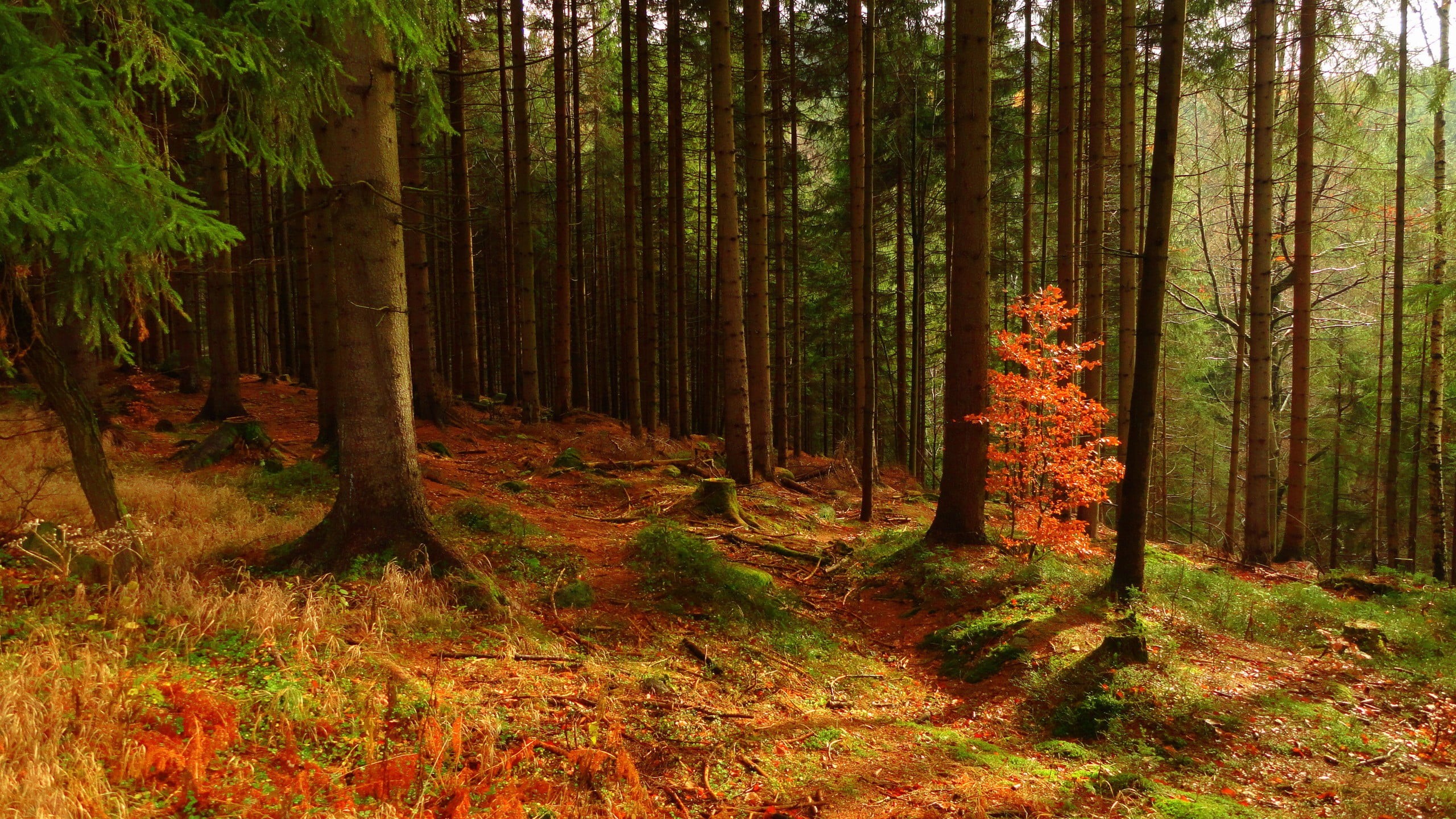 landscape, trunk, non-urban scene, branch, outdoors, leaves, trail, change, tranquility, plant, growth, moss, day, green, land, trees, leaf, autumn, beauty in nature, HD Wallpaper