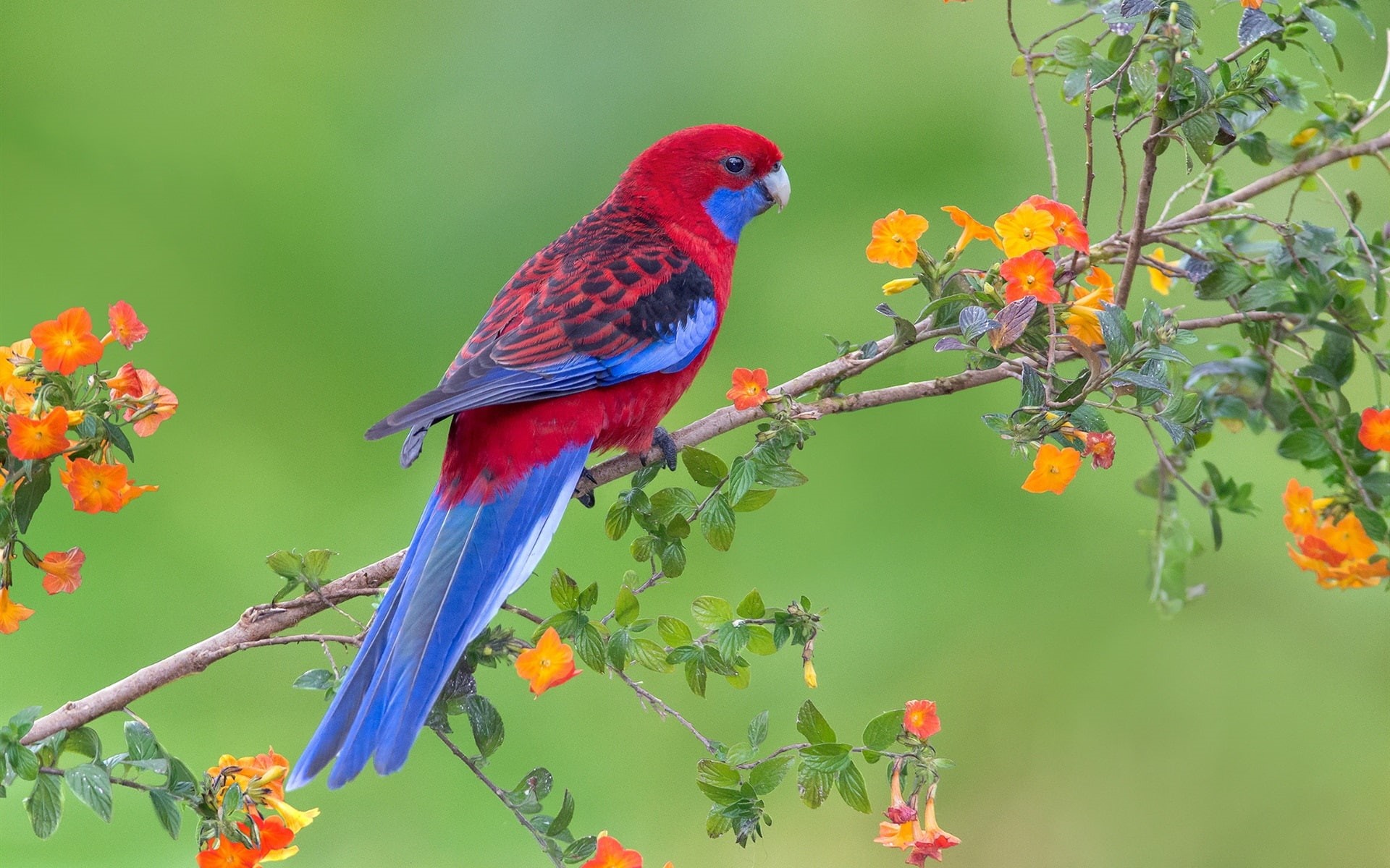 Flowers, Feathers, Parrot, Red, Twigs, Bird, Blue, 1080P, HD Wallpaper