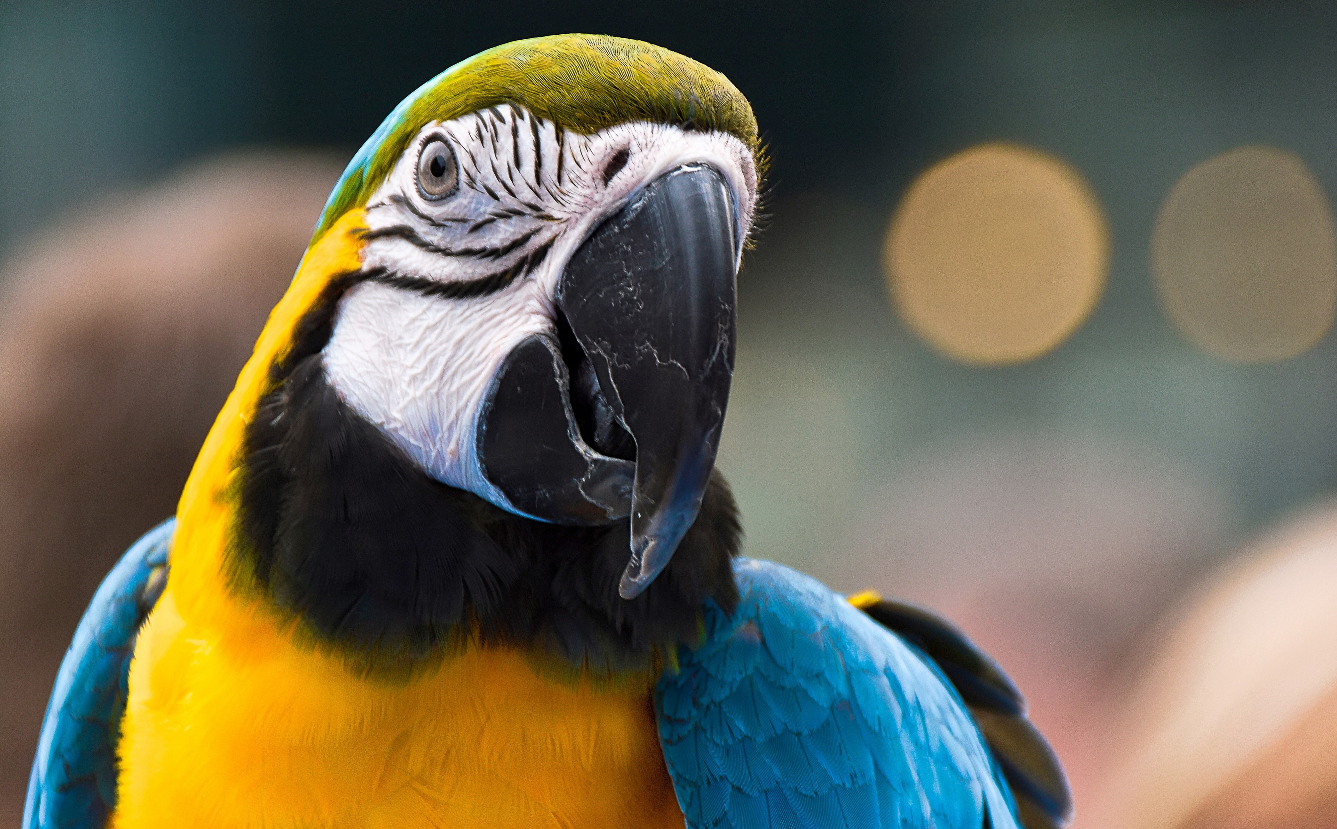 animal head, blue and yellow macaw, blue, day, animal wildlife, beak, high definiton, portrait, animals in the wild, tropical bird, animal body part, vertebrate, HD Wallpaper