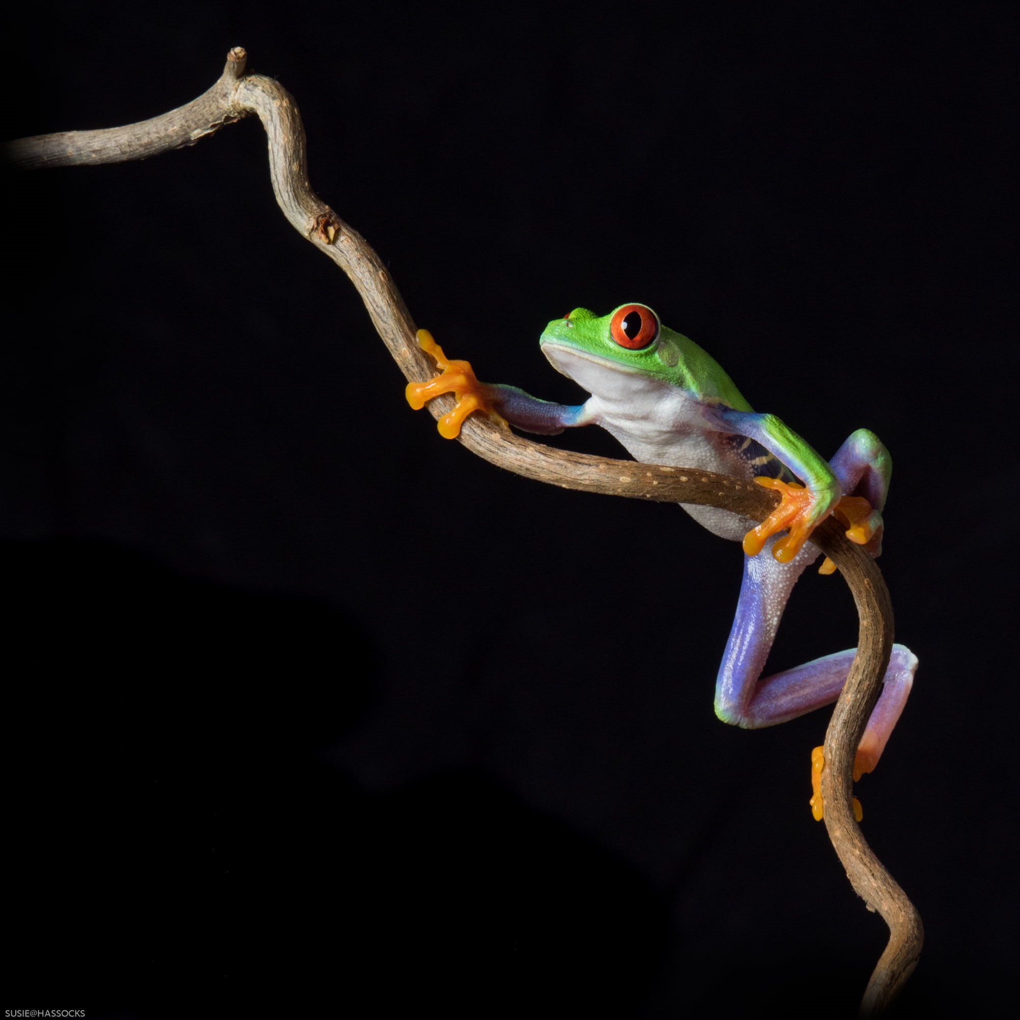 photo, tropical Rainforest, wildlife, captive, purple frog, nature, Red eyed tree frog, BRILLIANT, Panasonic, flash, Moving on up, Studio, amphibian, frog, Phone HD Wallpaper