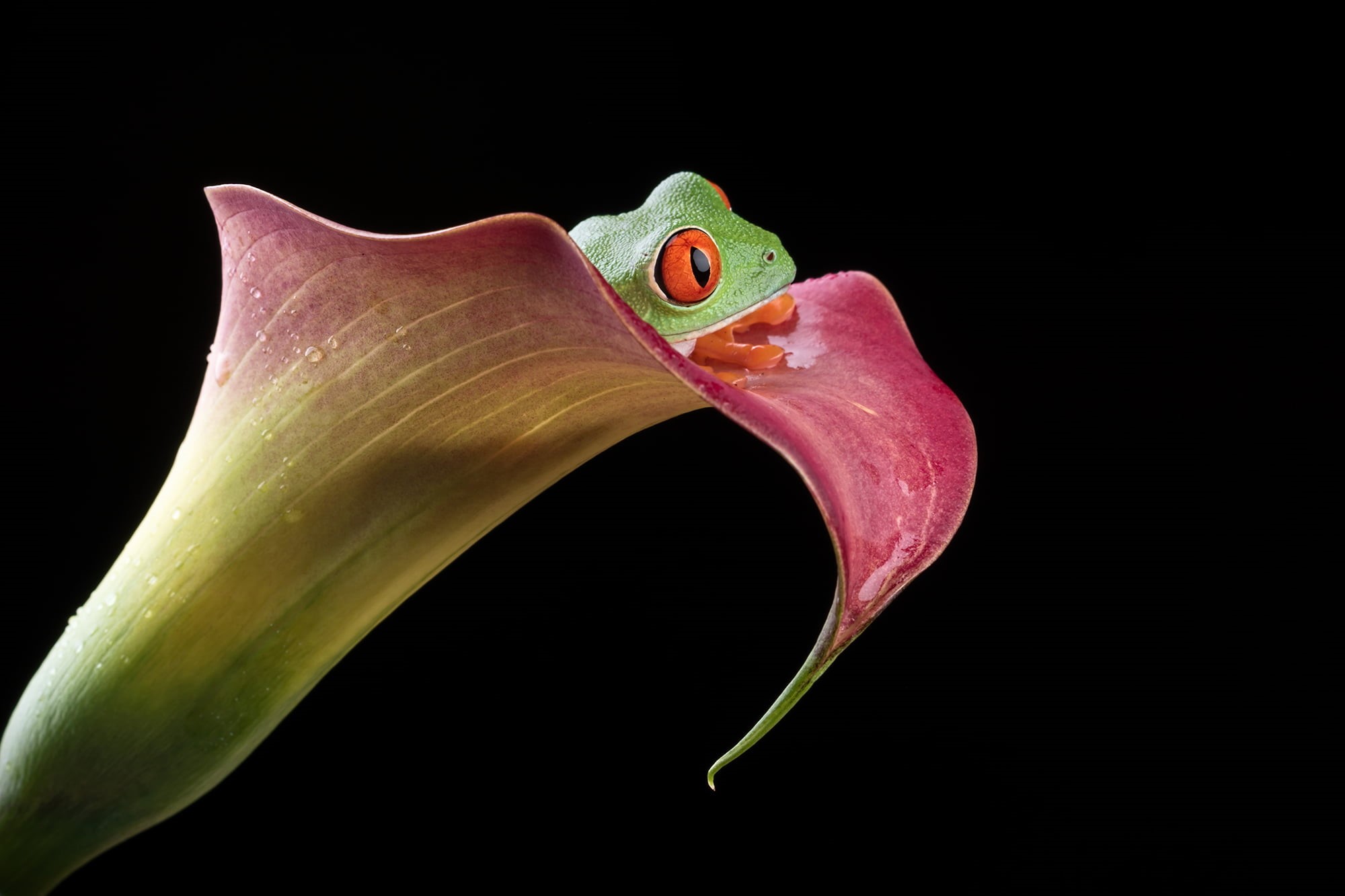 Calla lily, top, Agalychnis callidryas, frog, green, amphibian, green frog, wildlife, Bournemouth, When you wish upon a star, 1080P, animal, background, HD Wallpaper